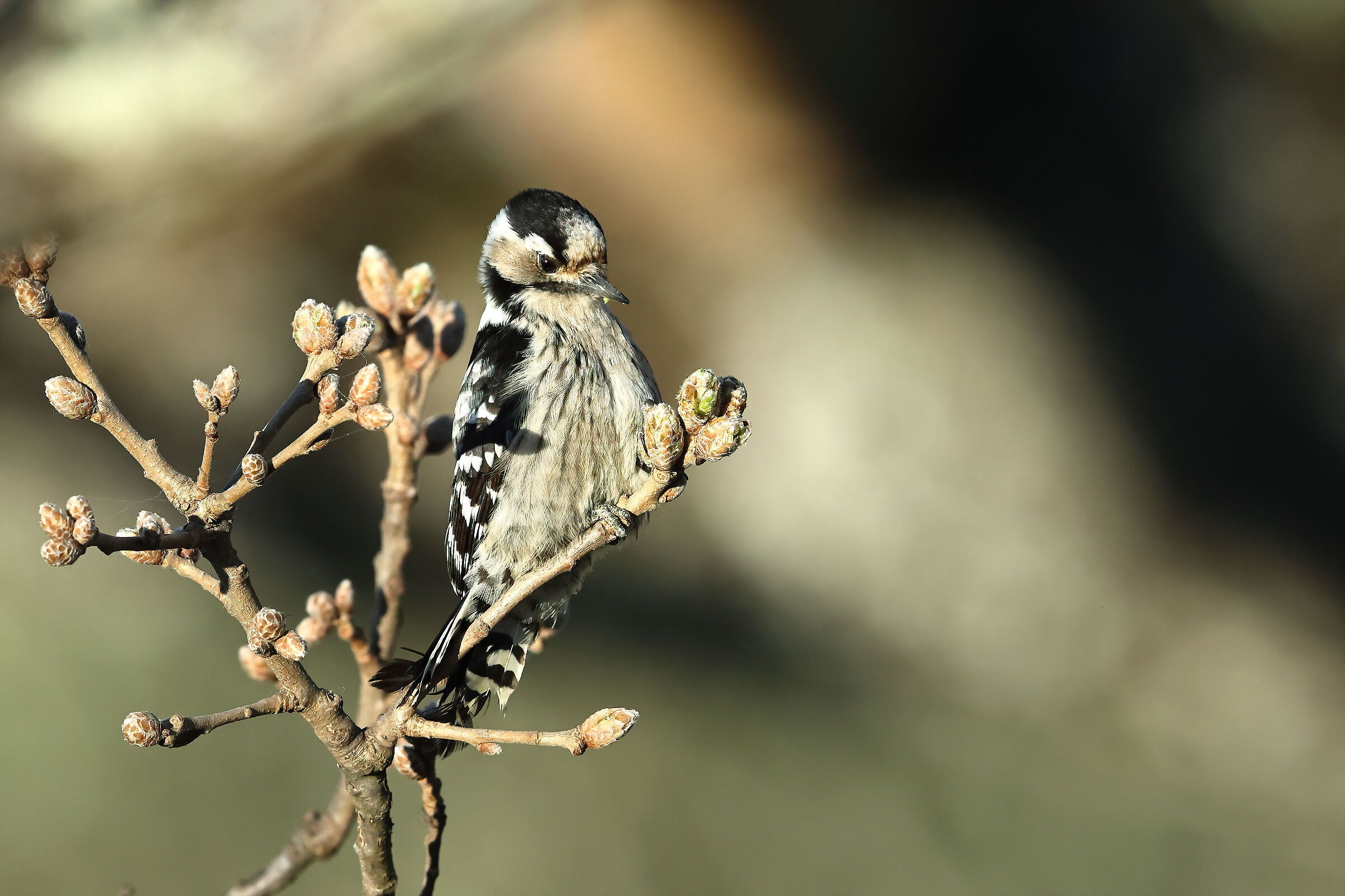 Minor red woodpecker f.