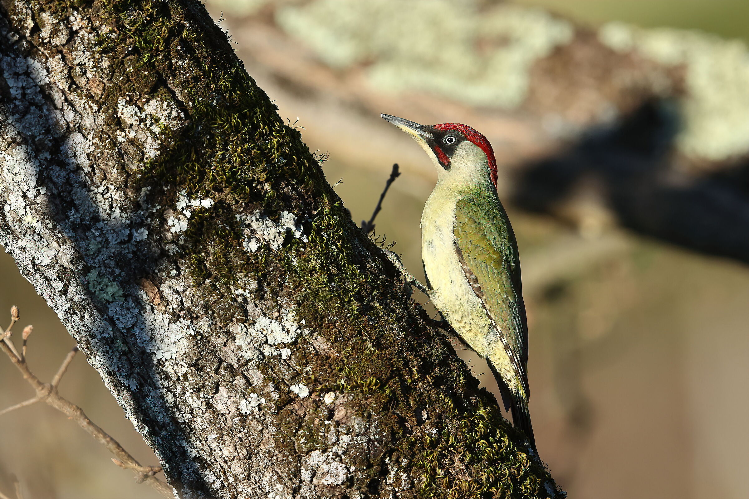 green woodpecker m.