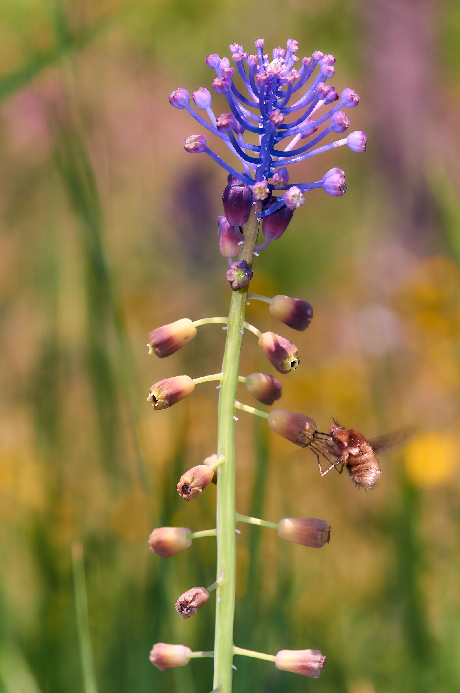 Troppo veloce per me!