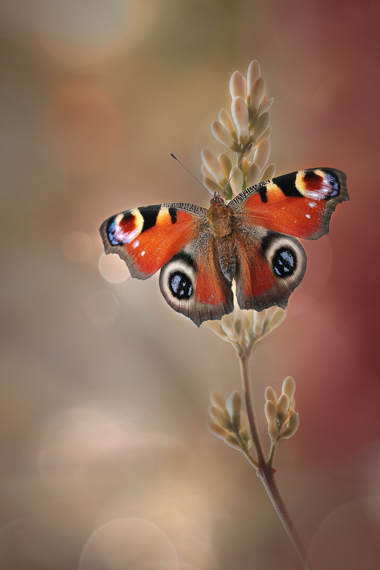 Orange beauty