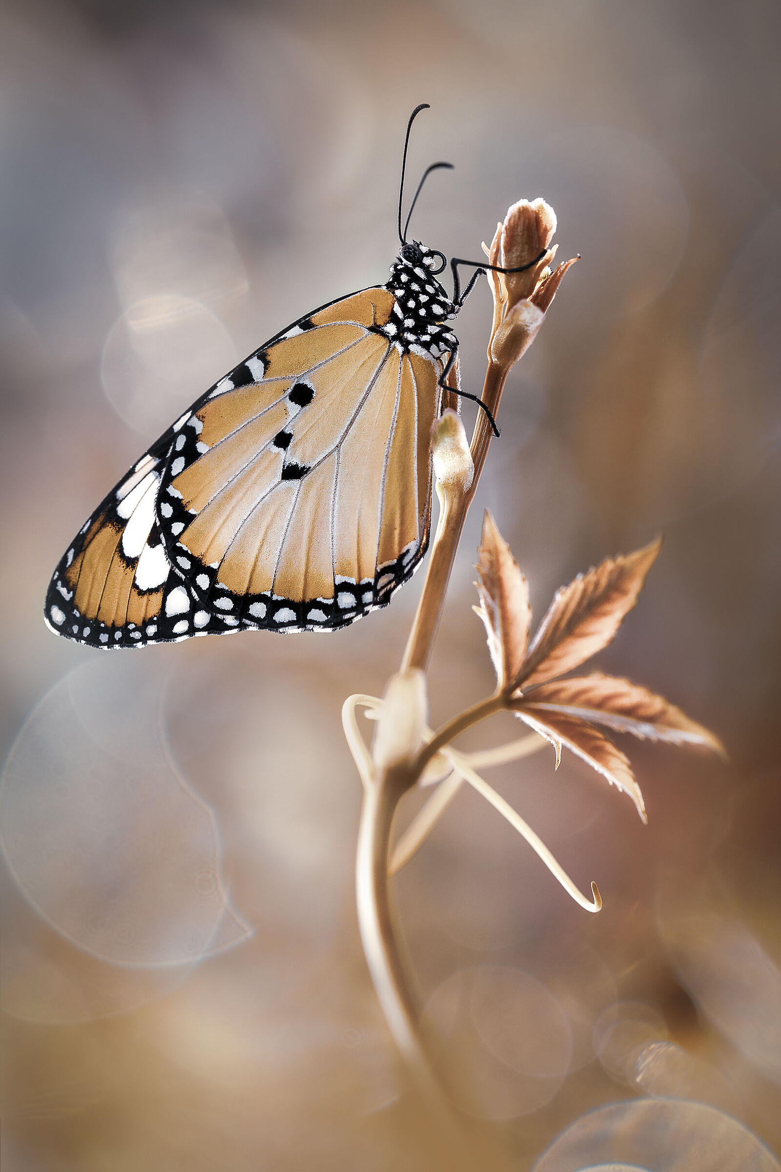 Autumn beauty