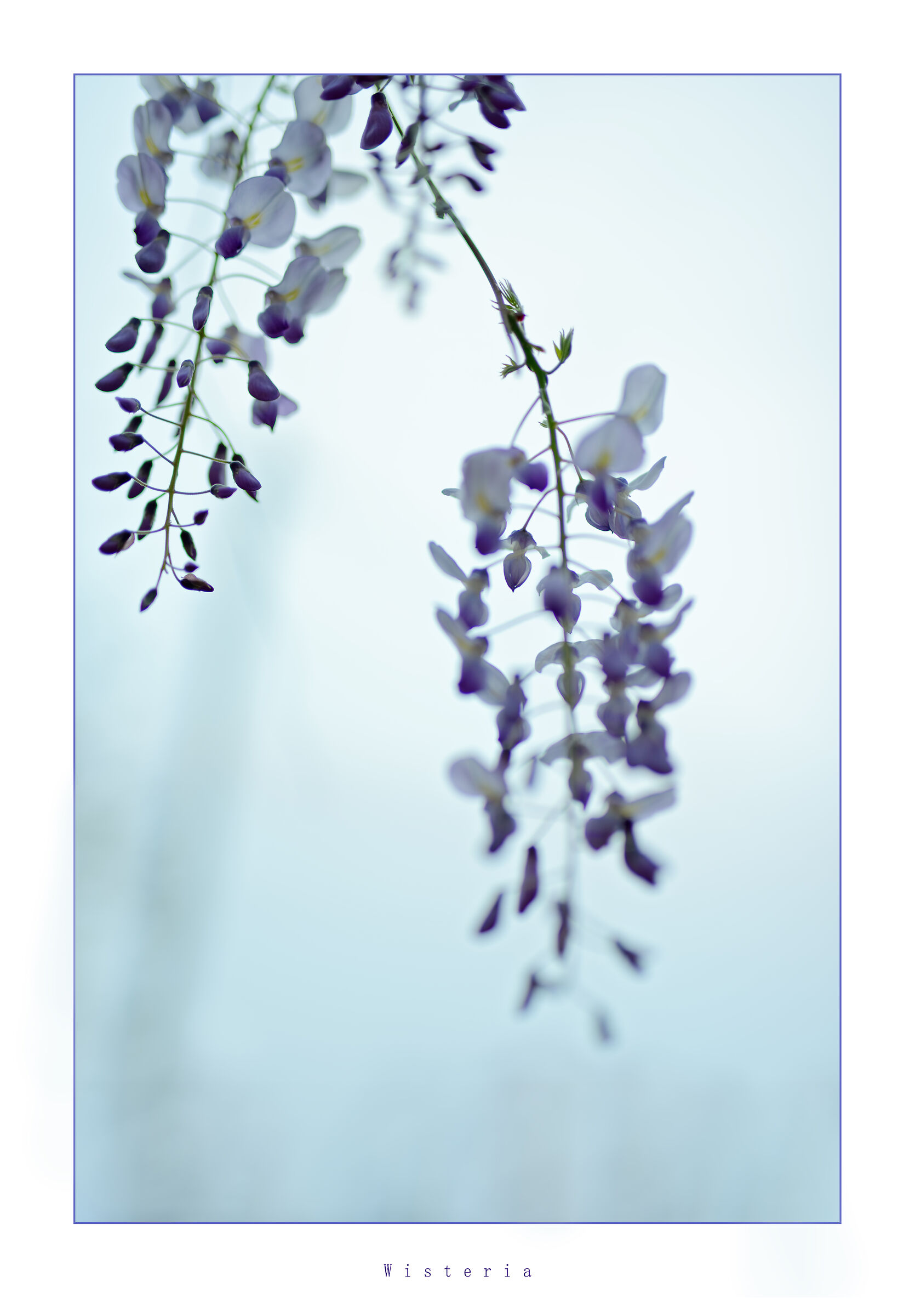 Wisteria (wisteria com)