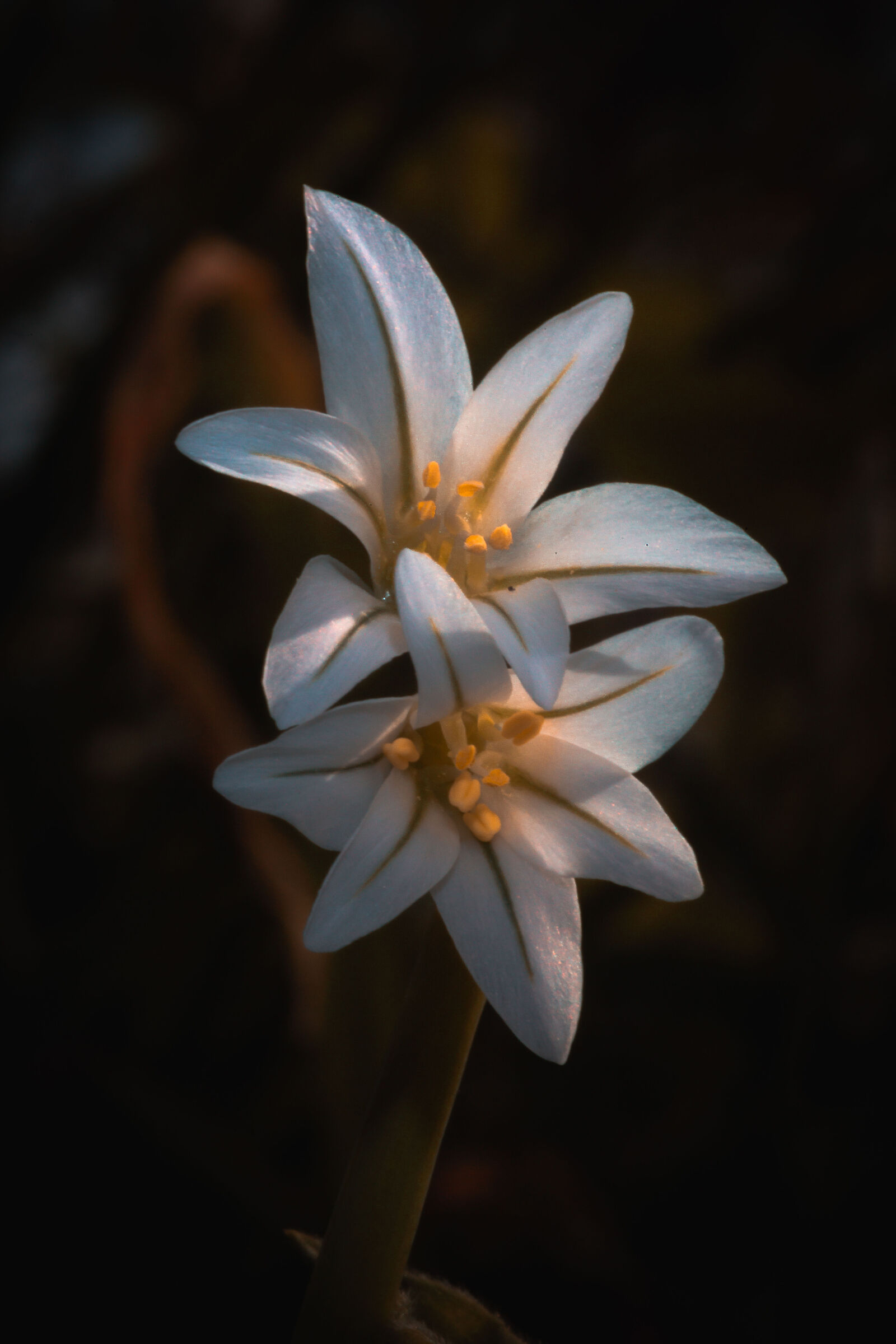 Wild garlic macro