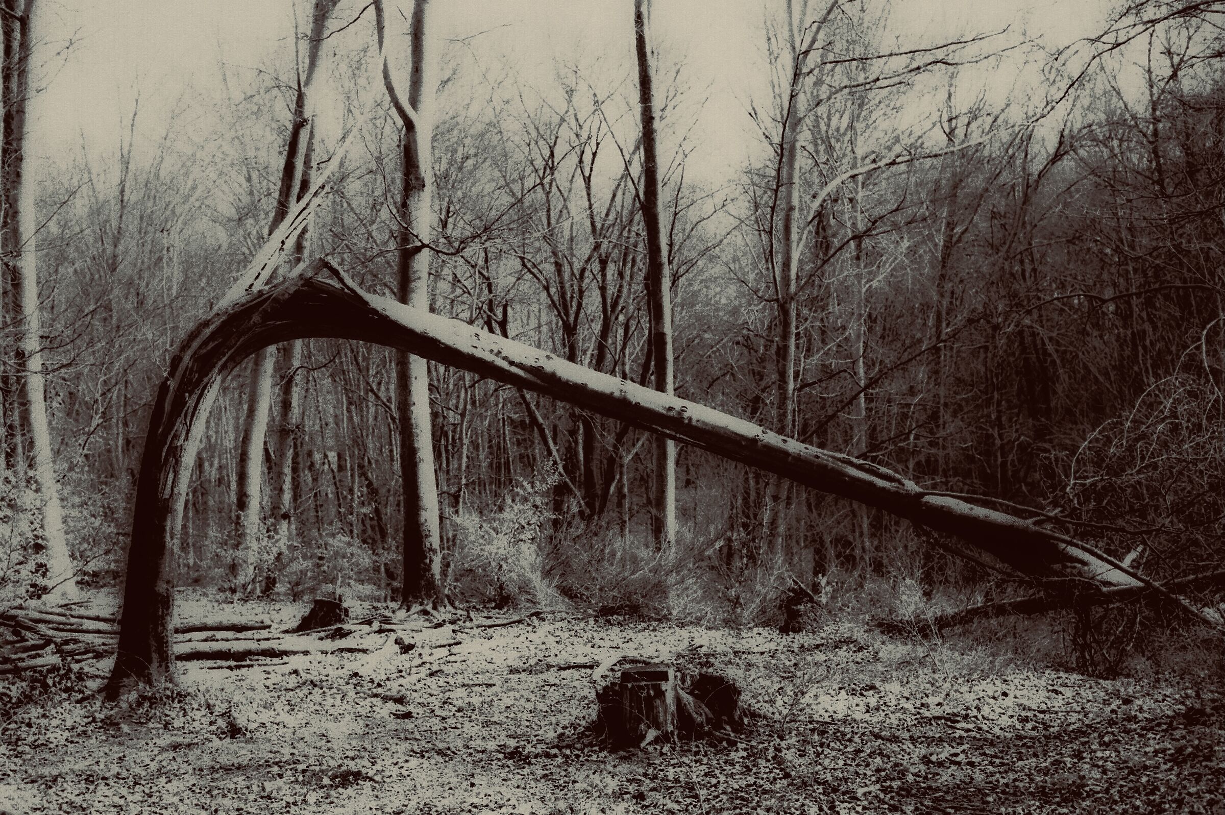 The forest and its victims