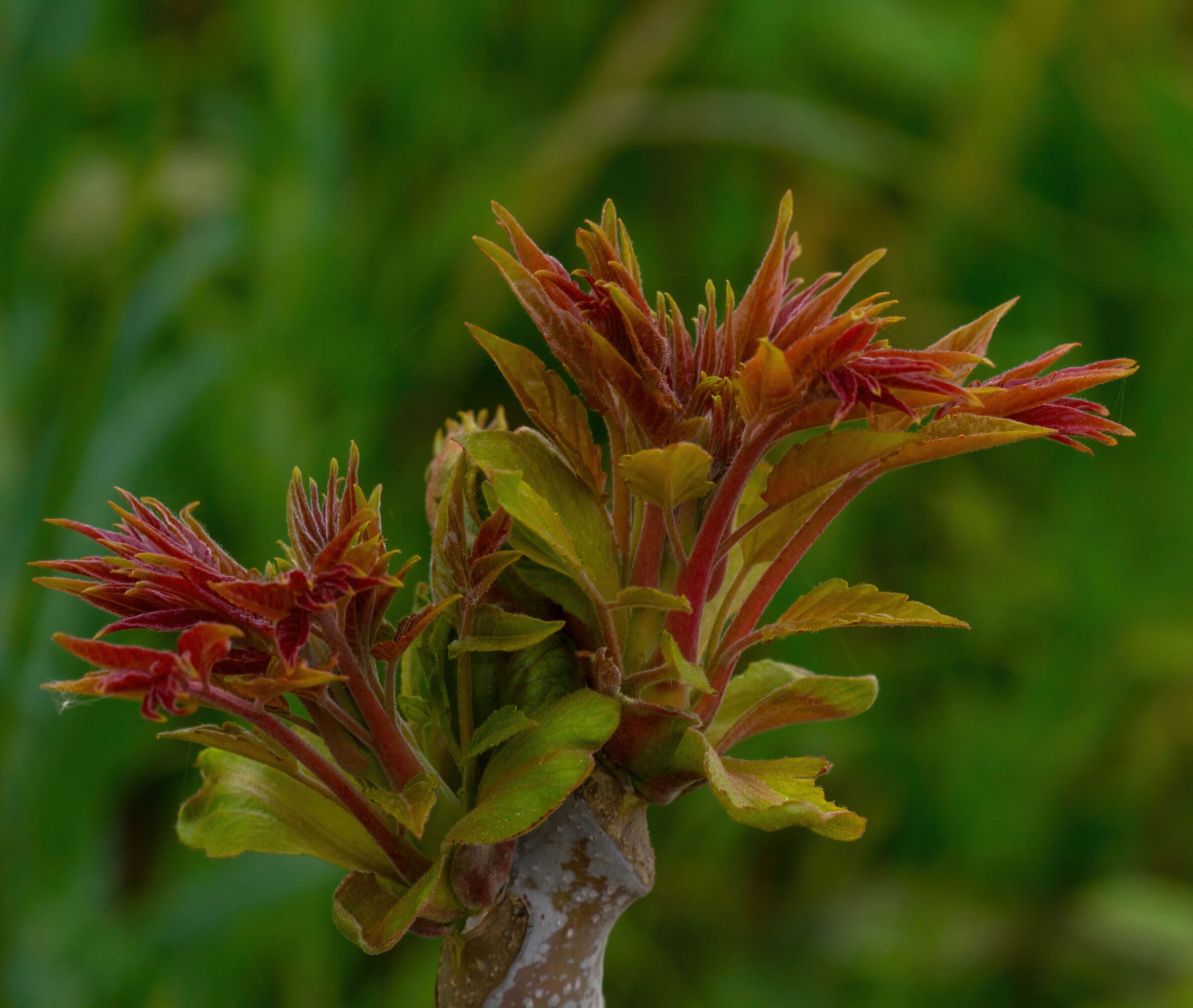 Germogli, la vita si risveglia