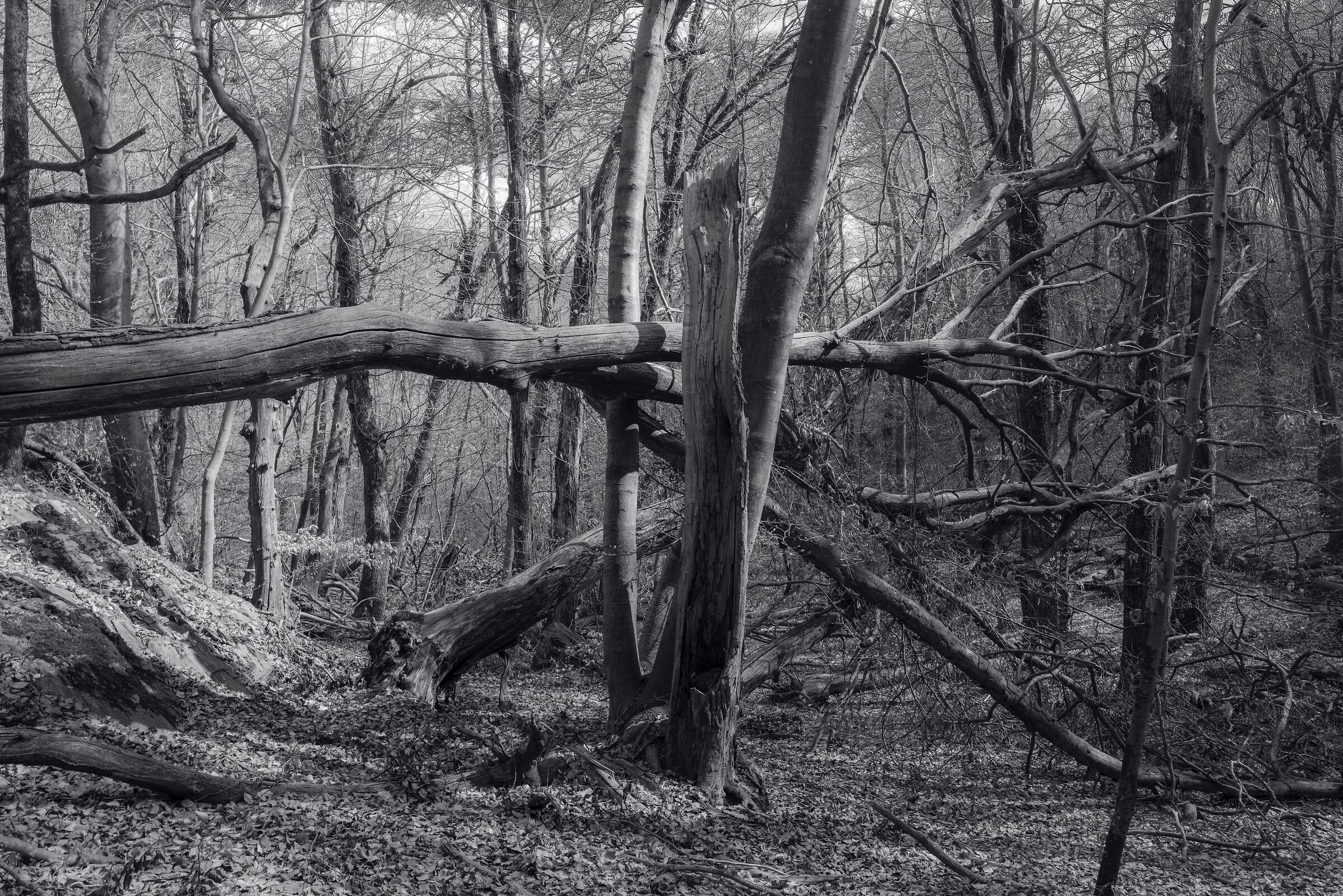 Il bosco e le sue vittime