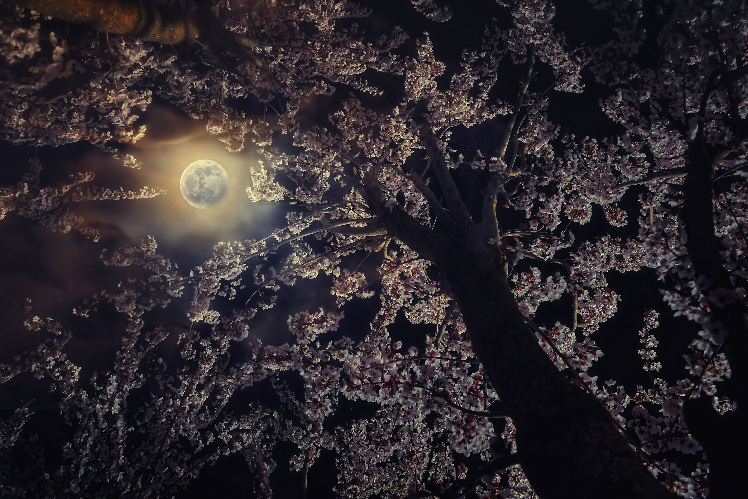 Canto notturno della primavera