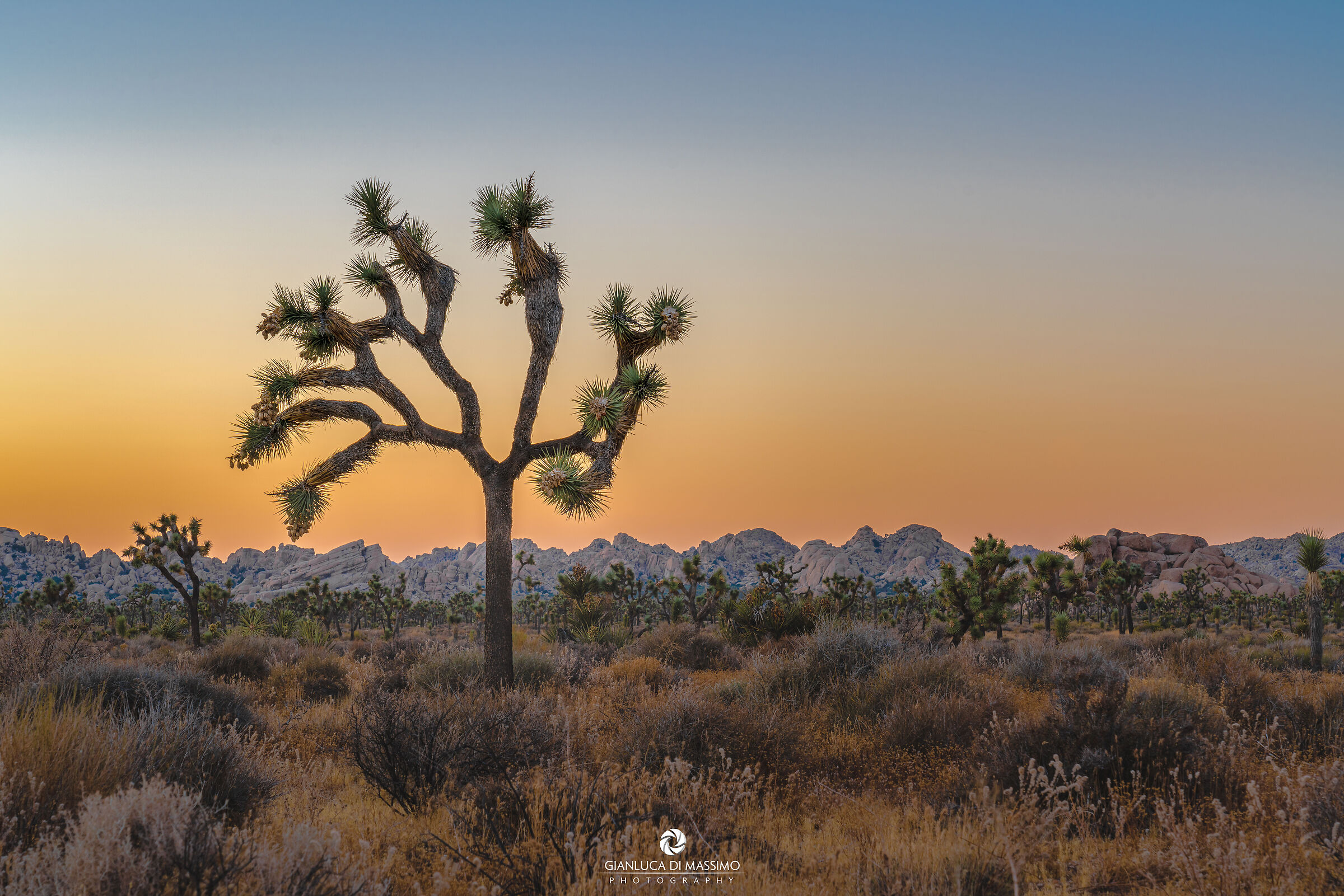 Joshua Tree at Blue Hour