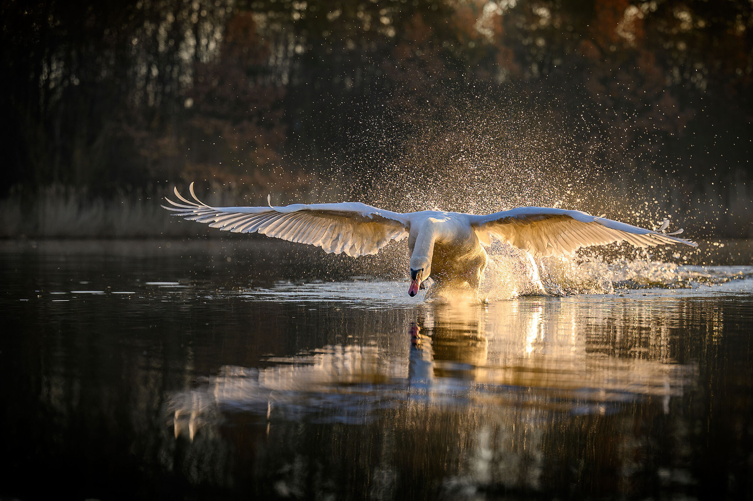 Mute swan