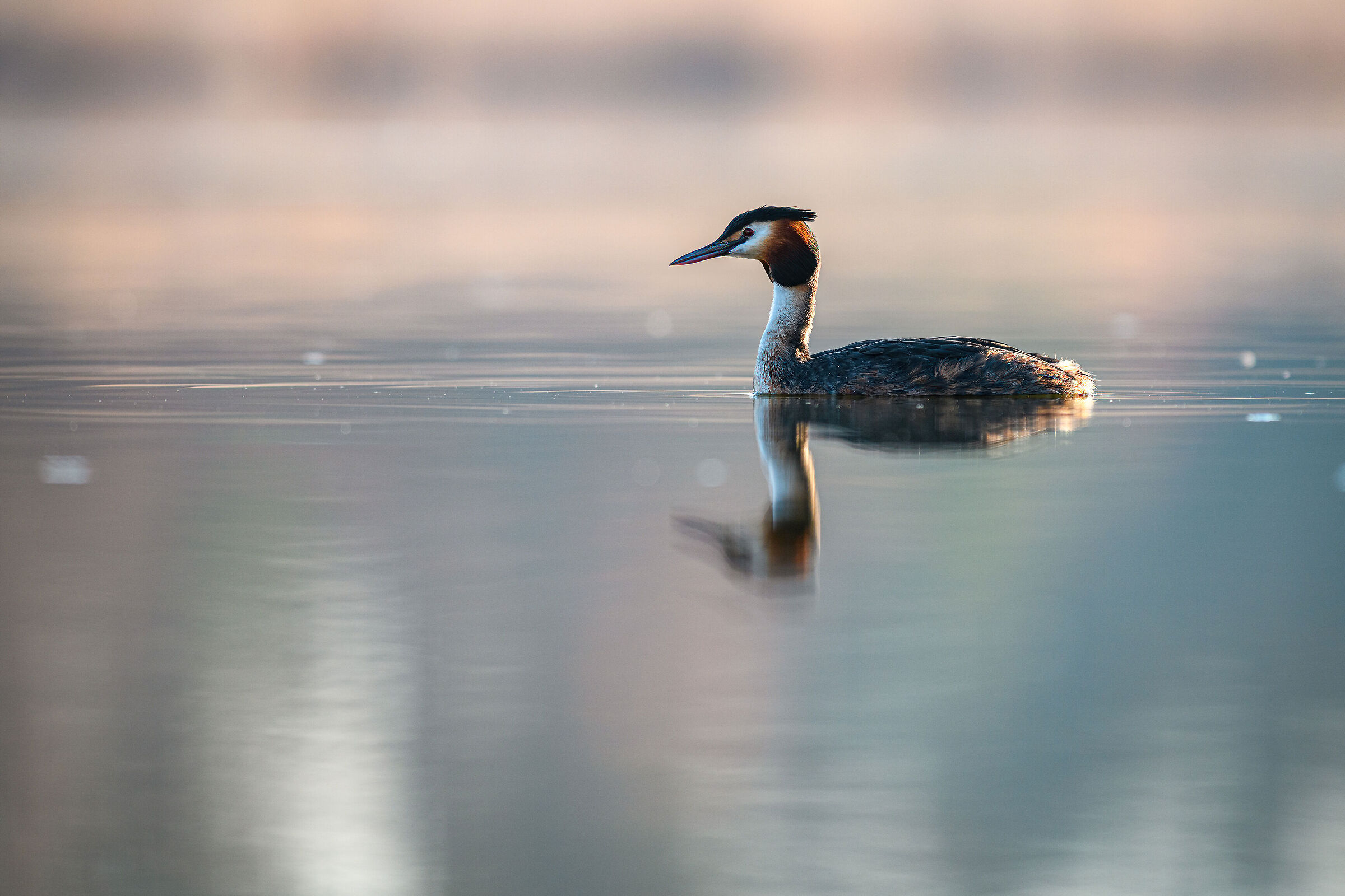 The great crested grebe (Podiceps cristatus)