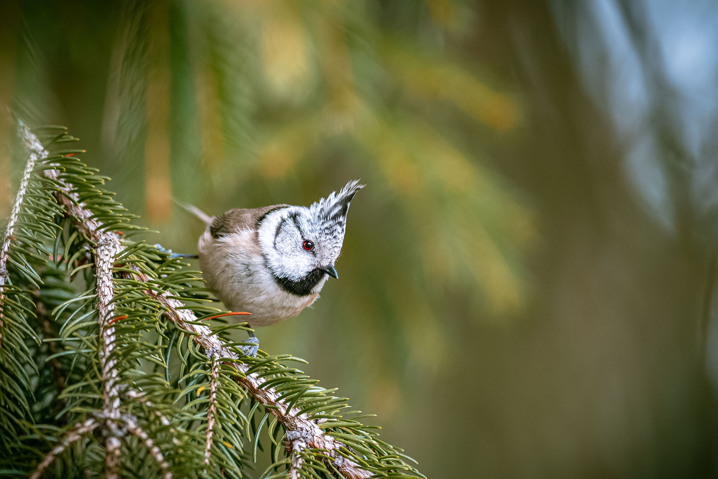La tetta crestata europea (Podiceps cristatus)