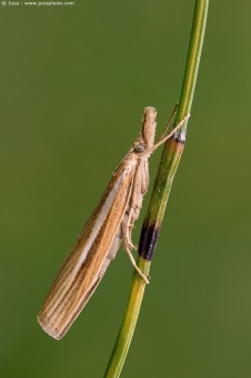 Agriphila tristella