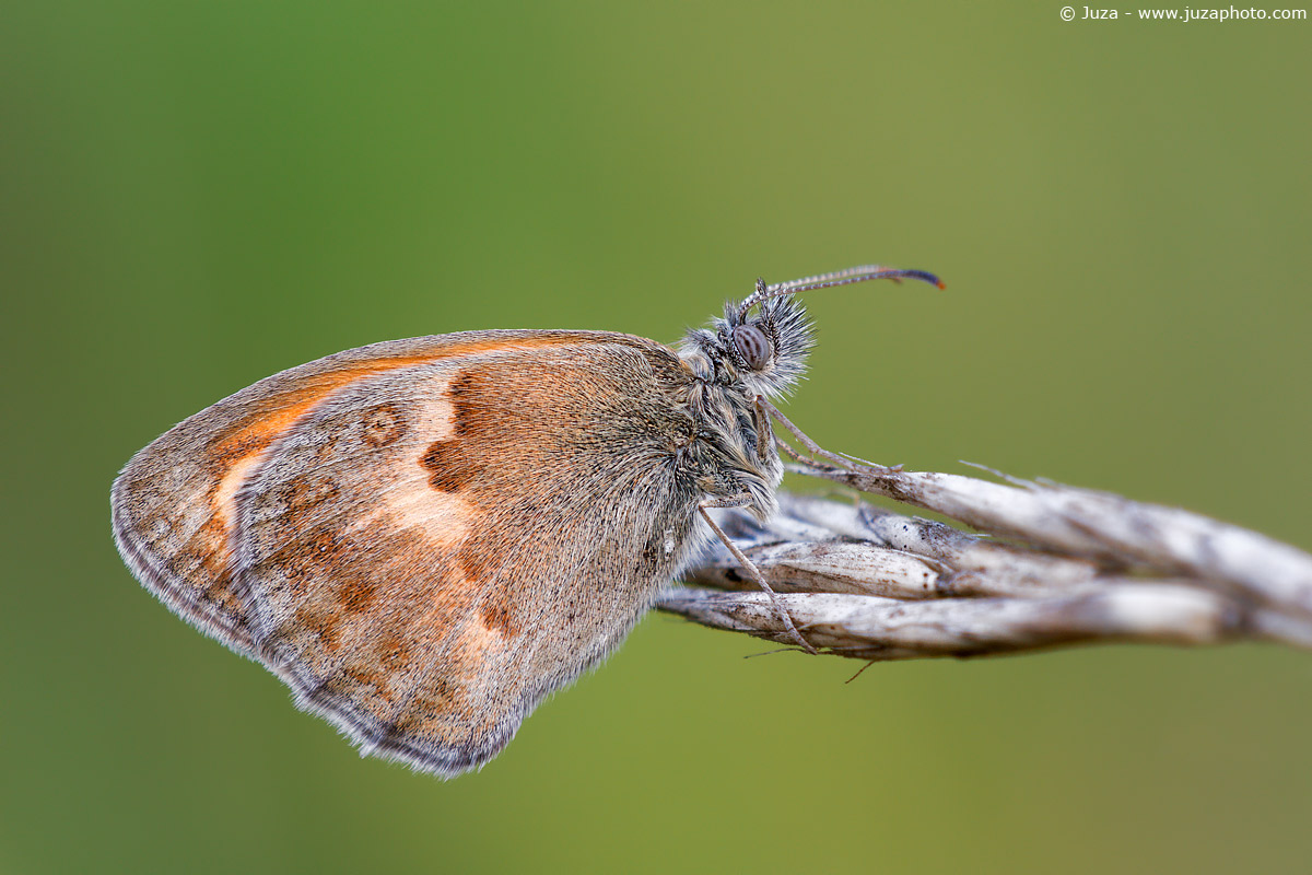 Coenonympha pamphilus, 005850