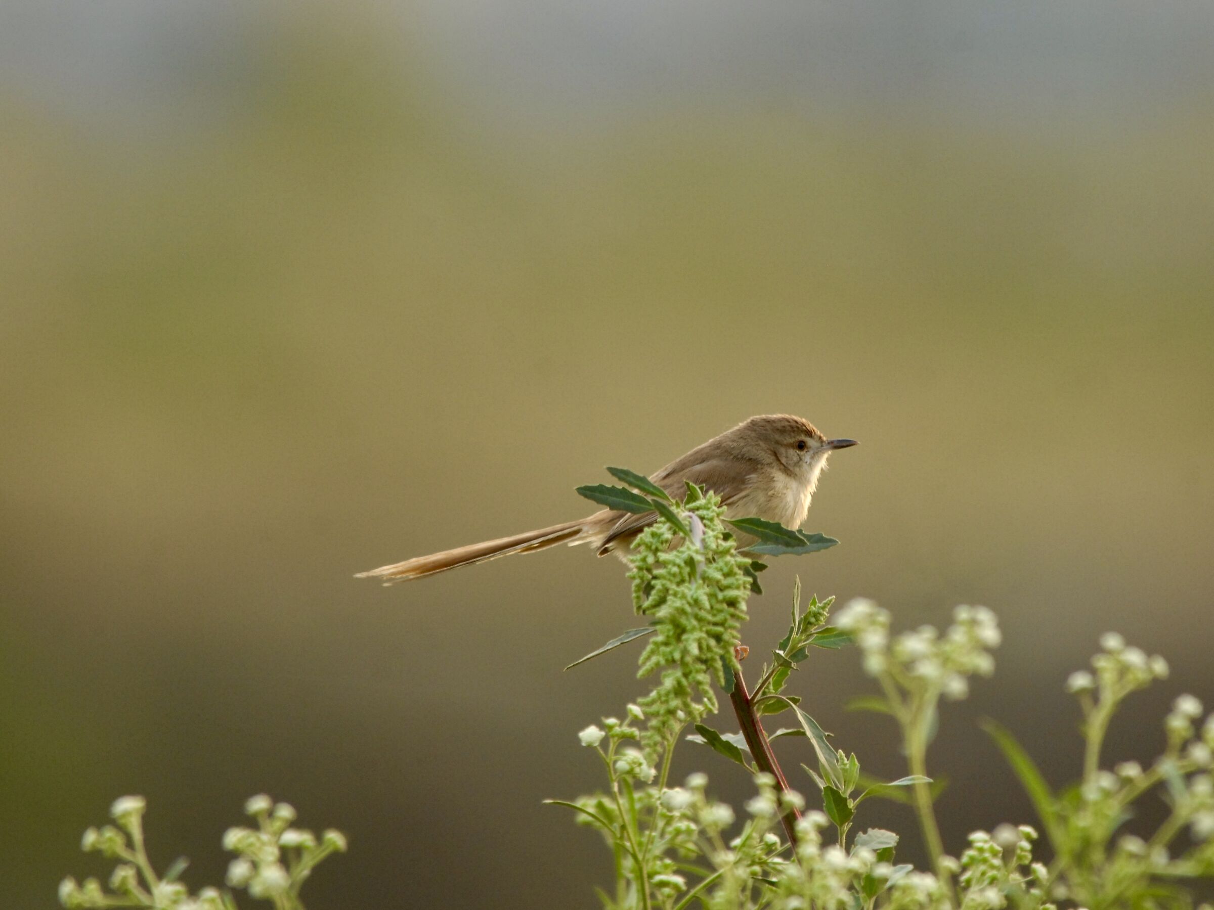 Prinia in the bush