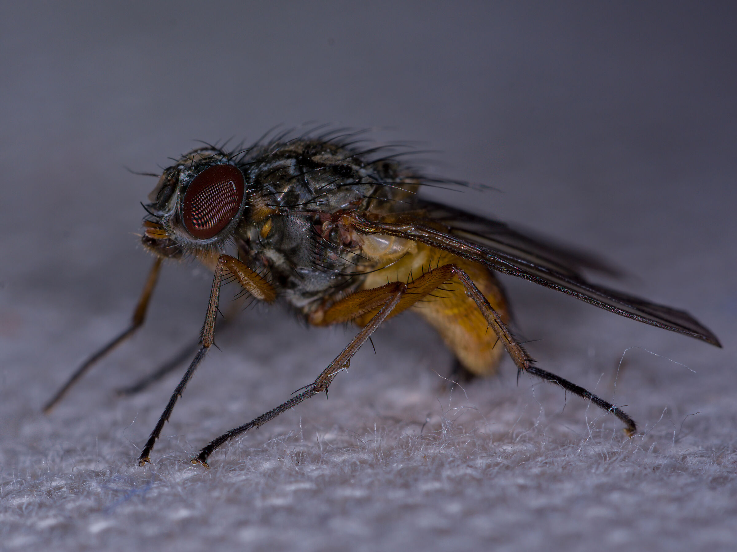 Mosca domestica
