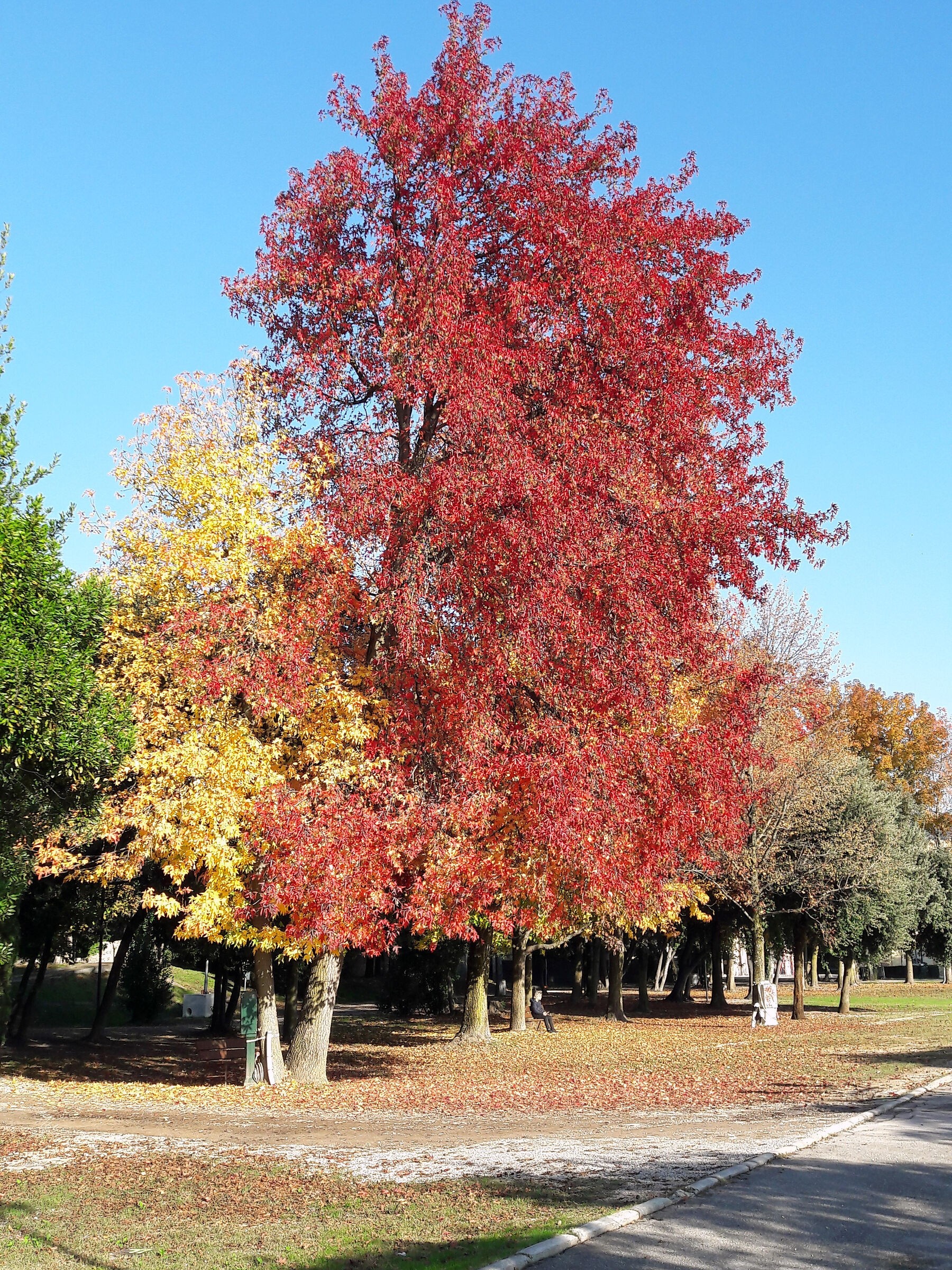 Bardolino in autunno