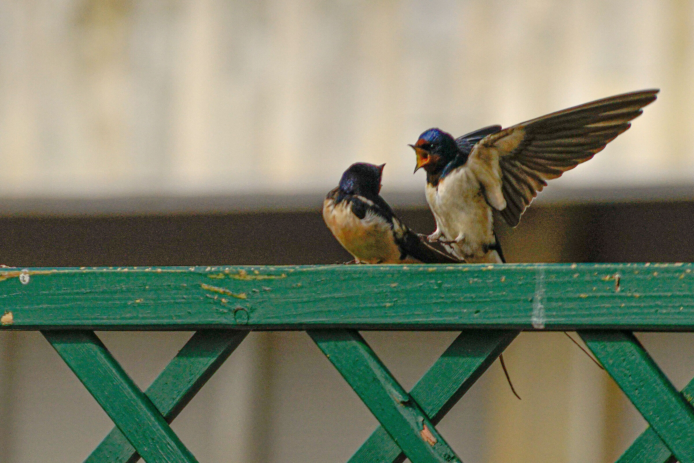 Discussioni al volo