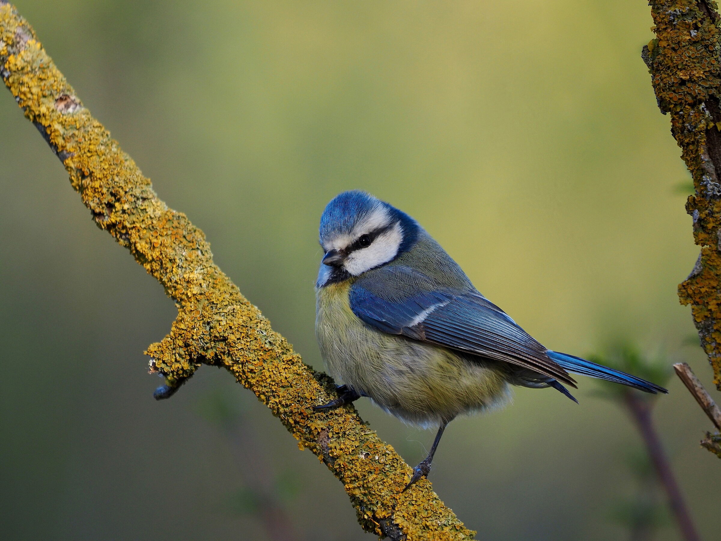 Cinciarella infreddolita