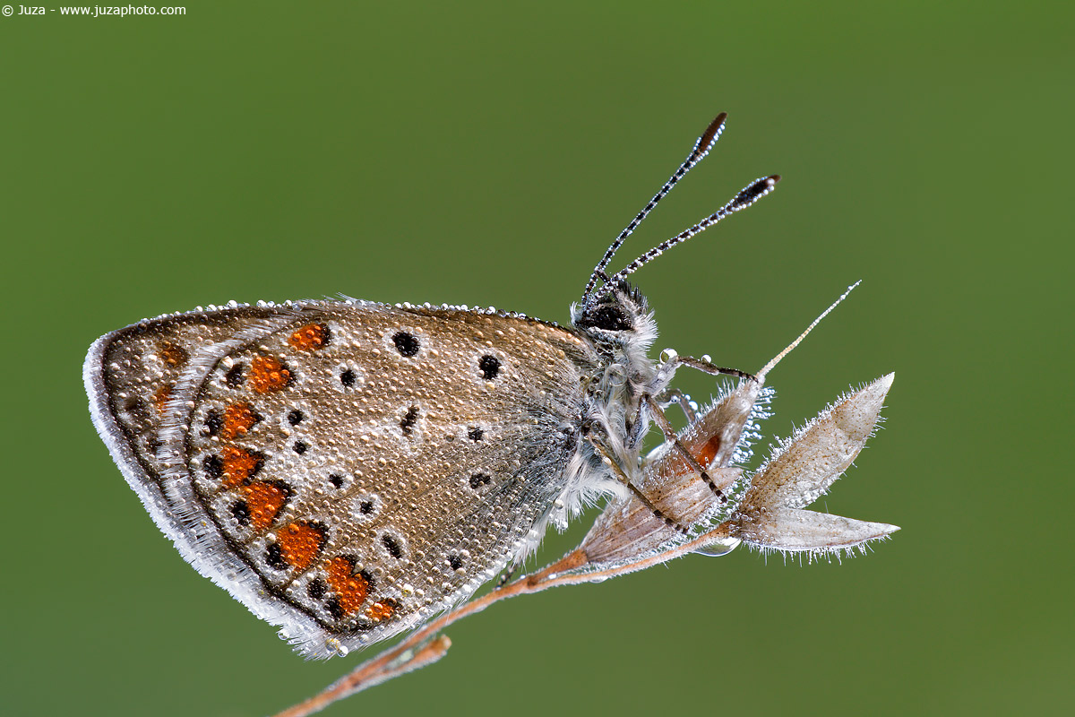 Polyommatus icarus, 005821