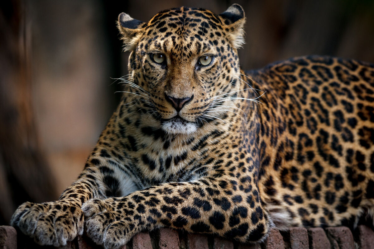 Leopard