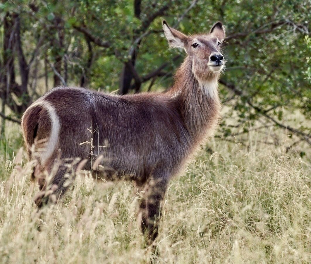 Waterbuck