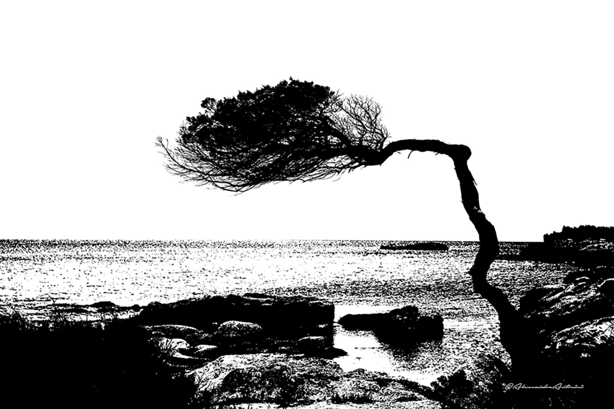 albero al vento b/w per expo  75x50 Alu D Bond