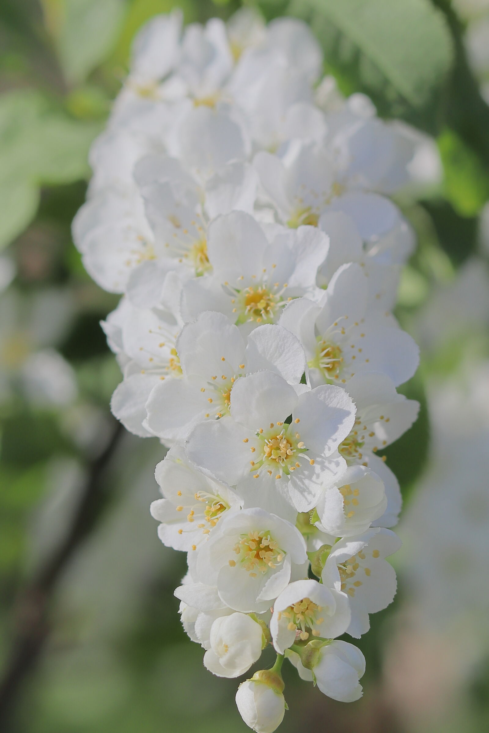 Primavera