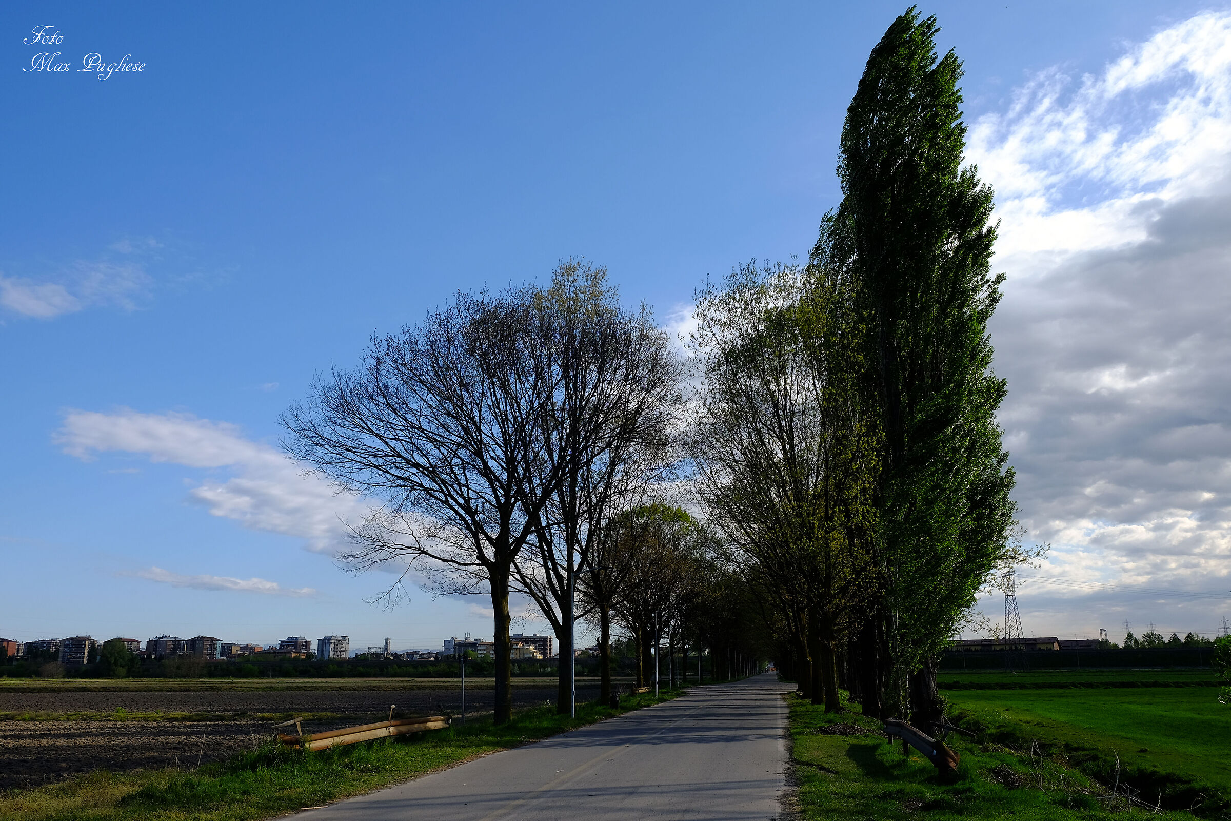 Alberi