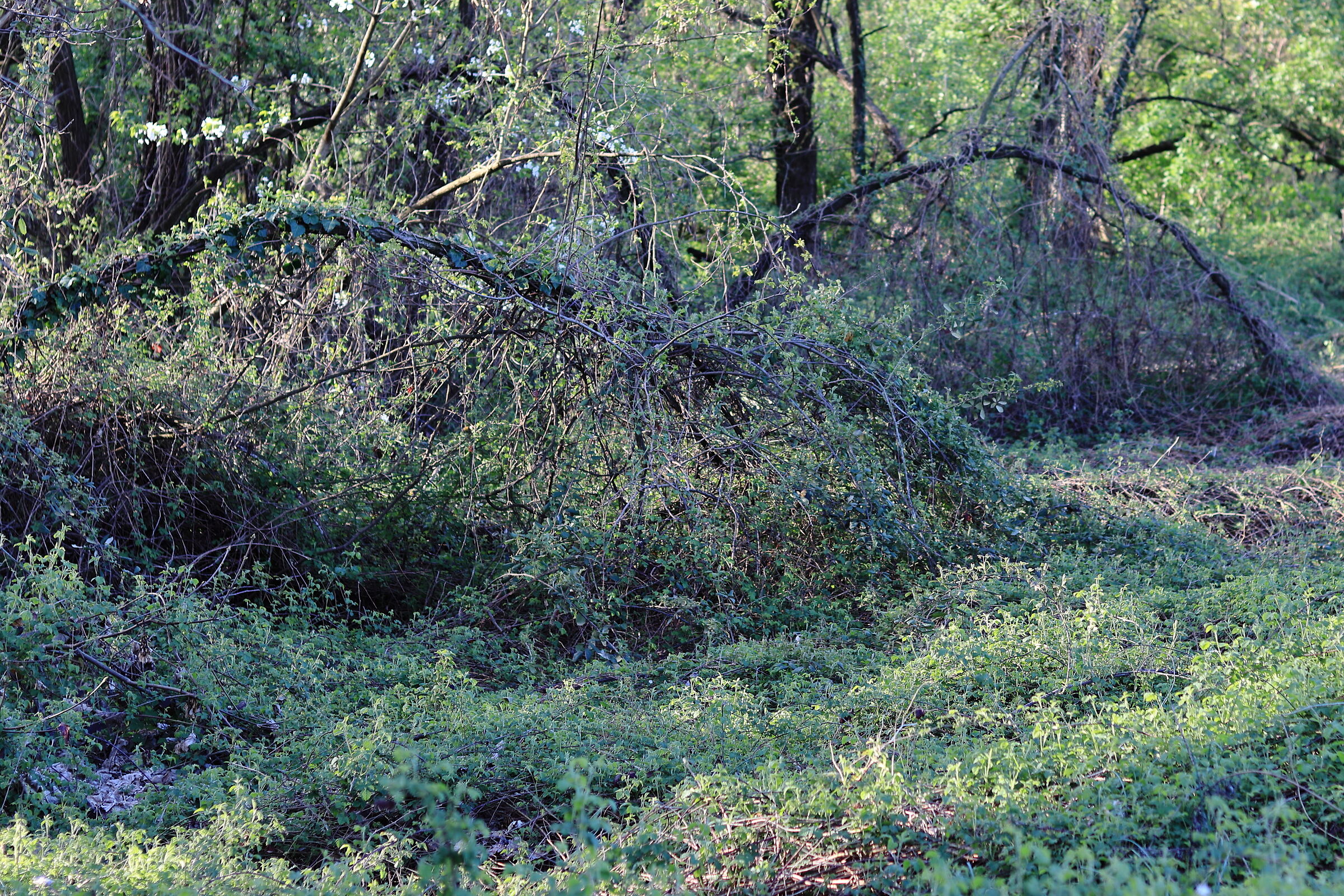 architettura naturale