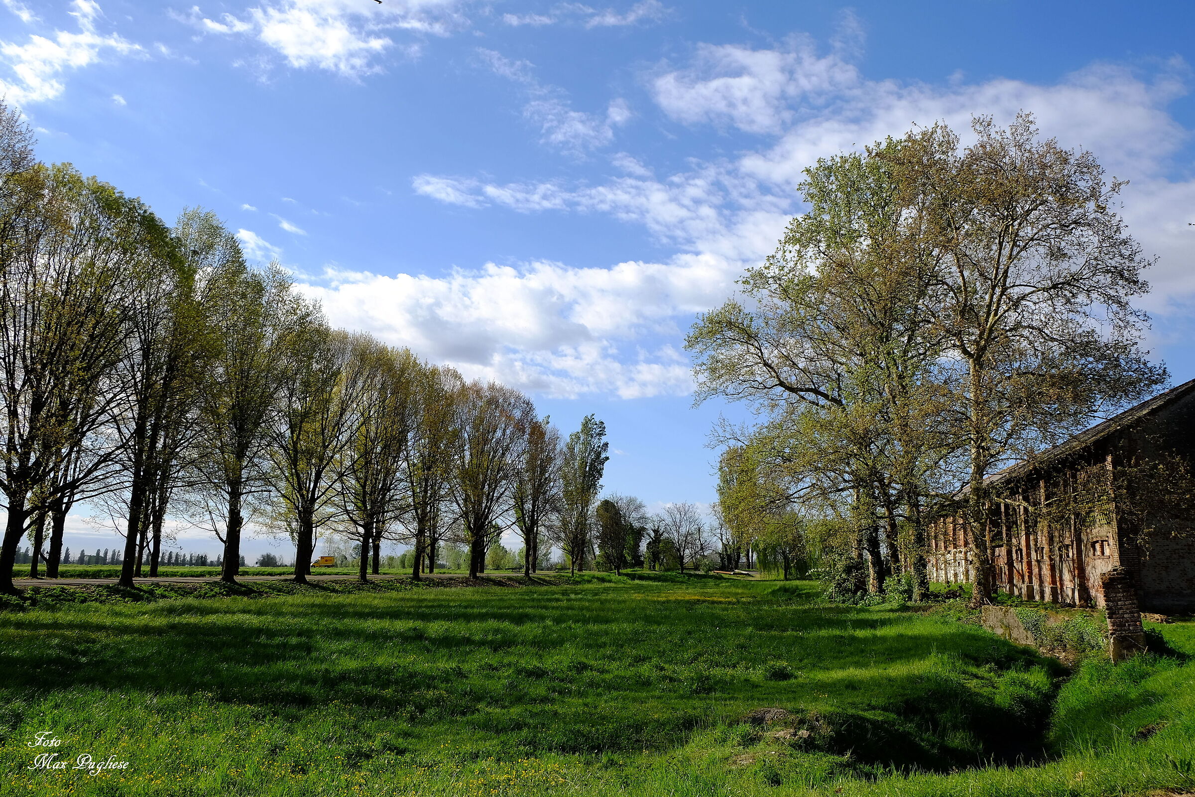 Alberi