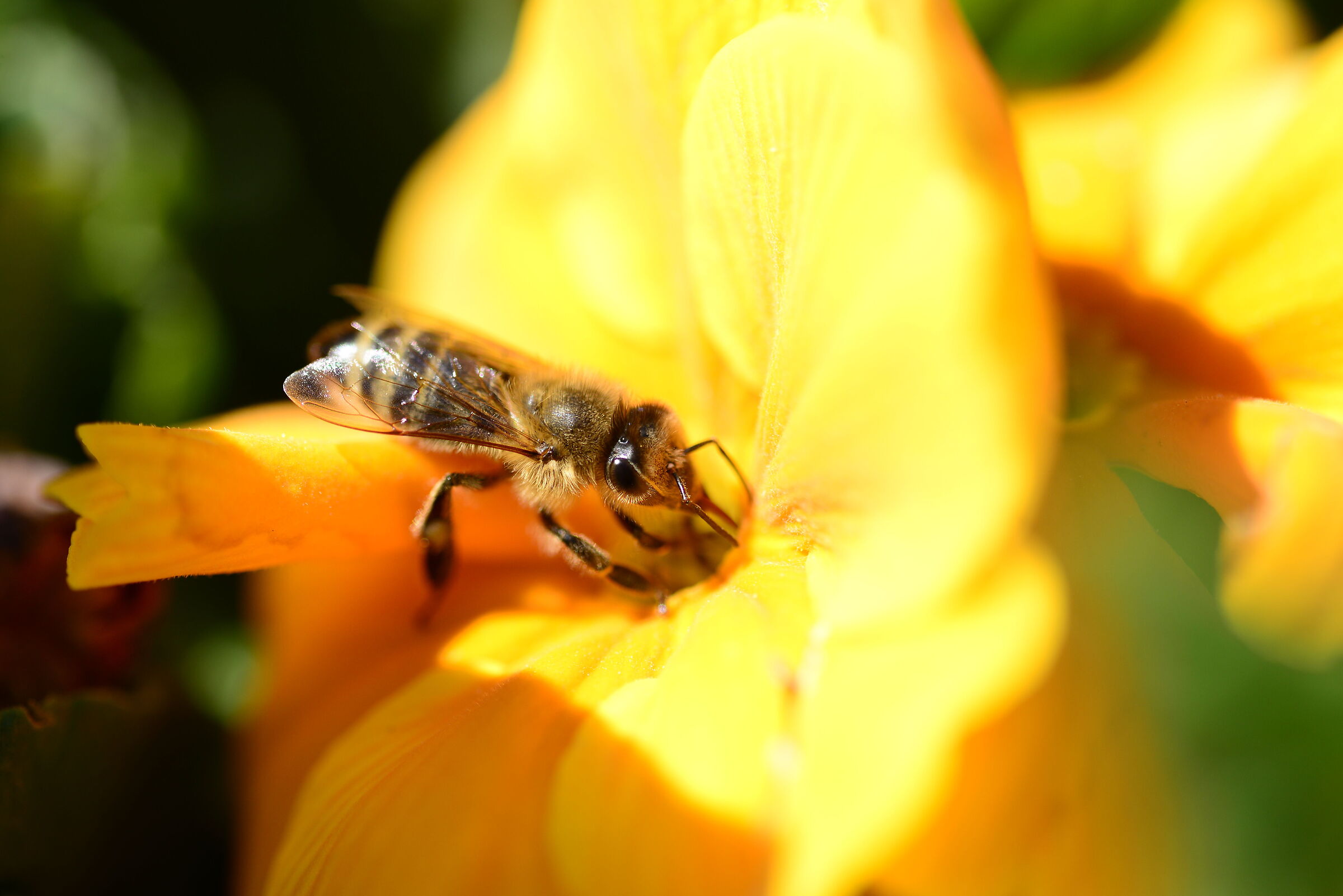 Bee