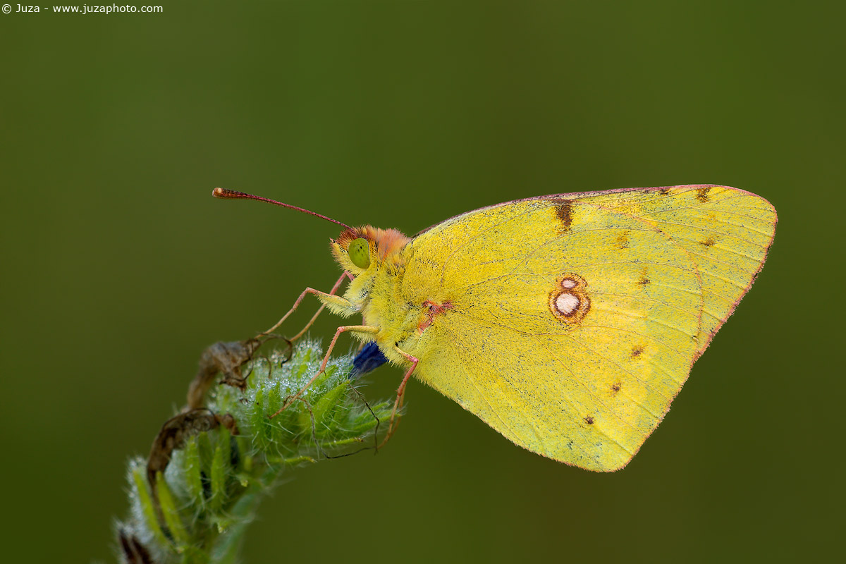 Colias alfacariensis, 005834