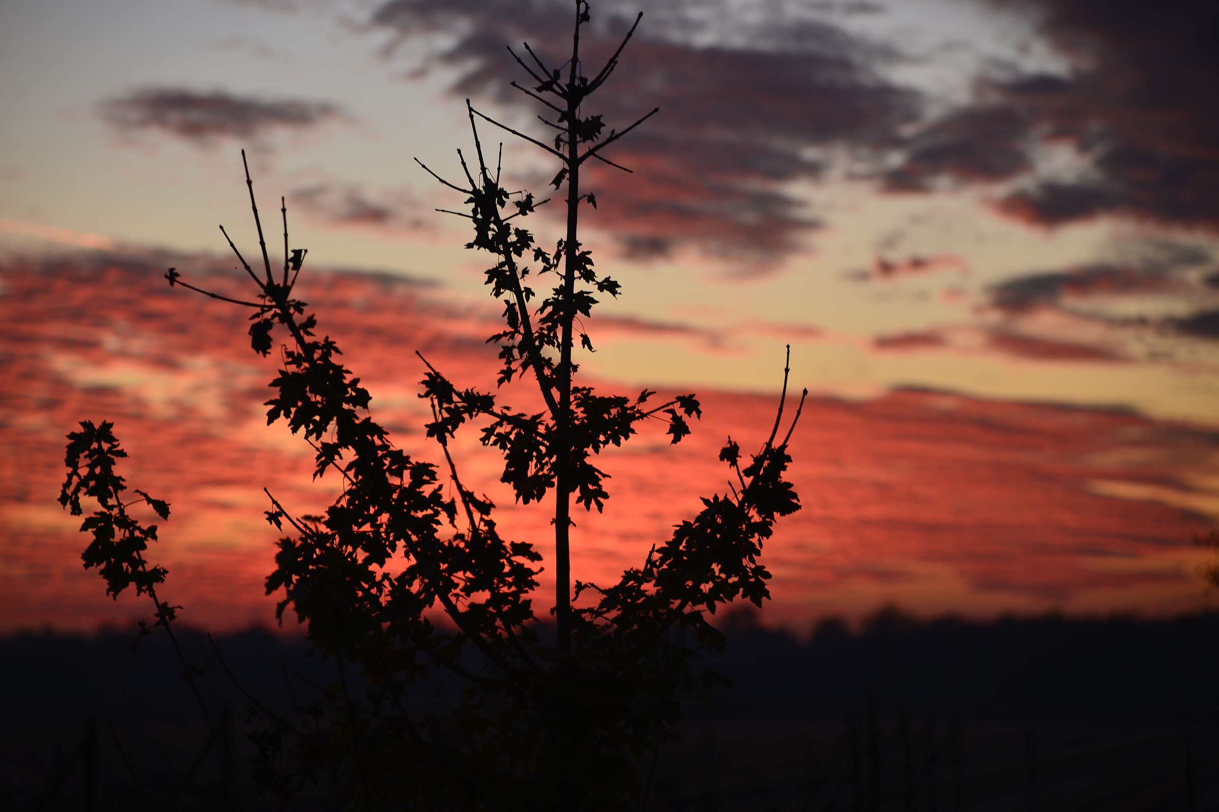Silhouette