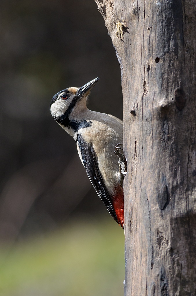 ..e il secondo vien da se...