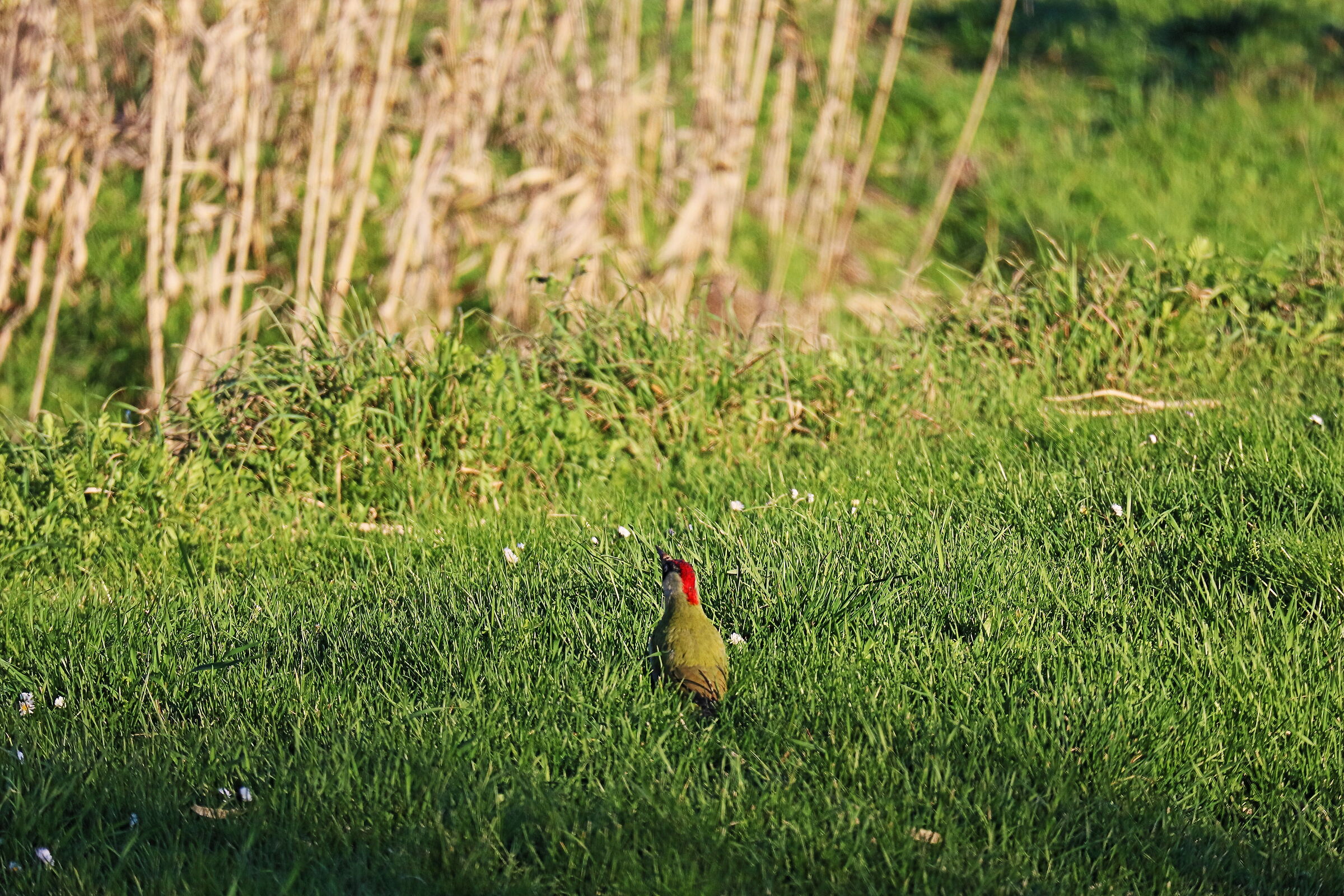 bird in the wildlife area of Coltano