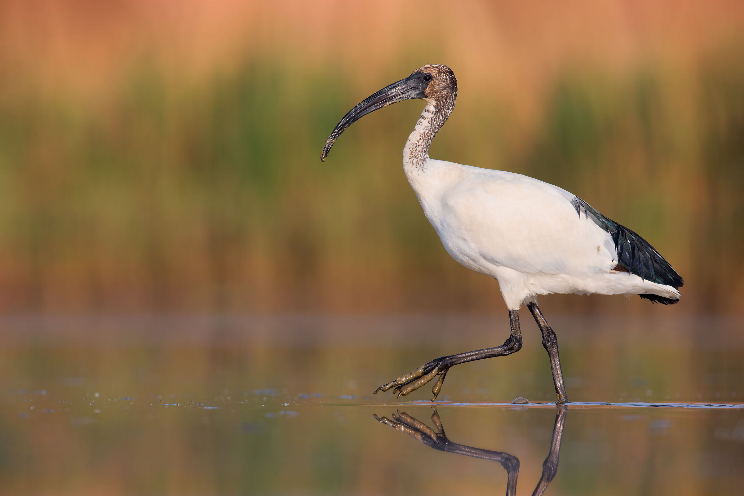 Sacred Ibis