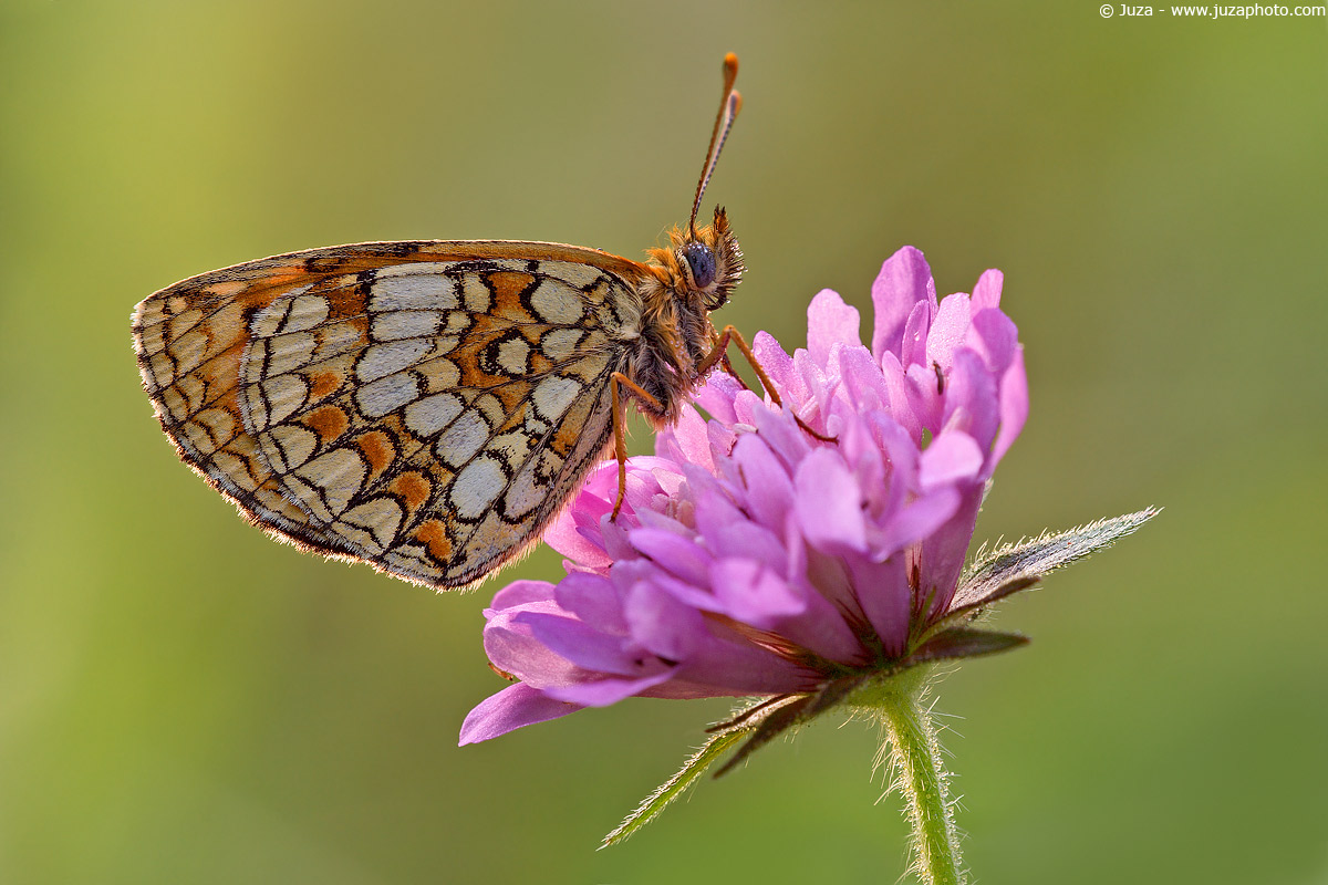 Melitaea athalia, 001564