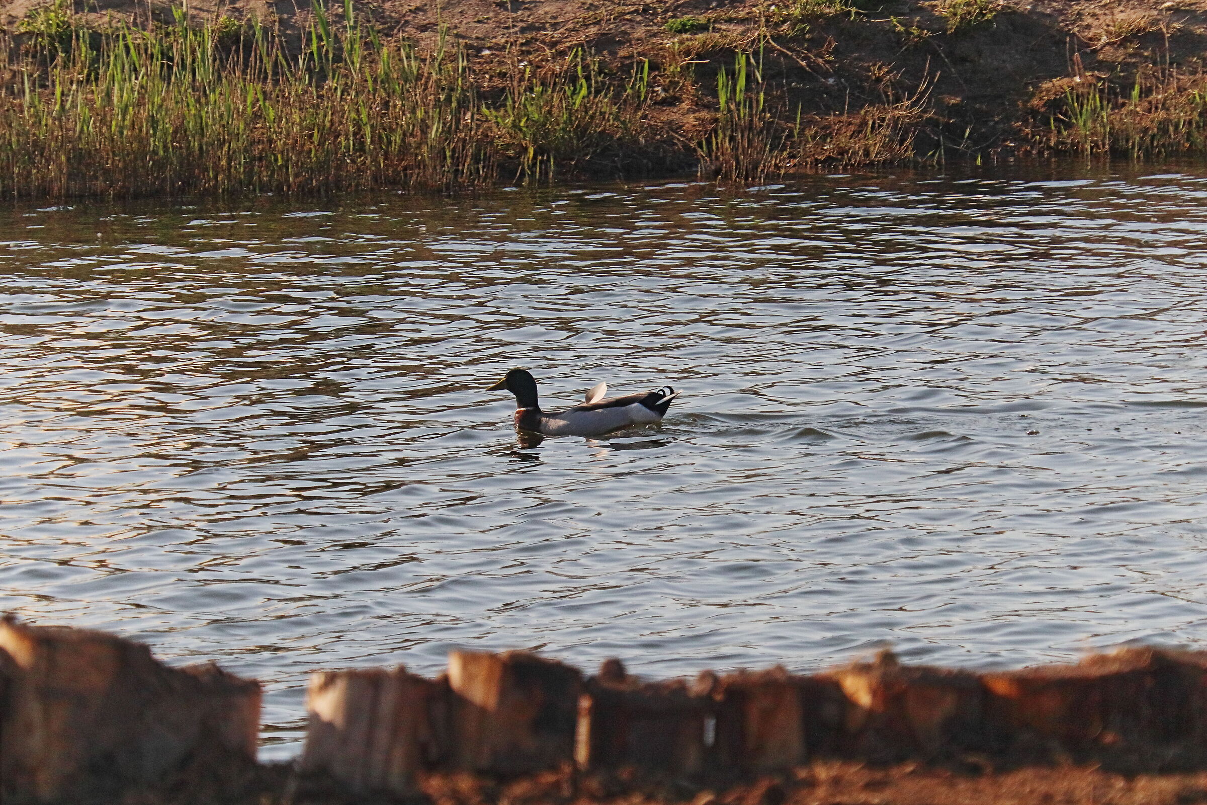 Duck, Lake Tamerici in Coltano