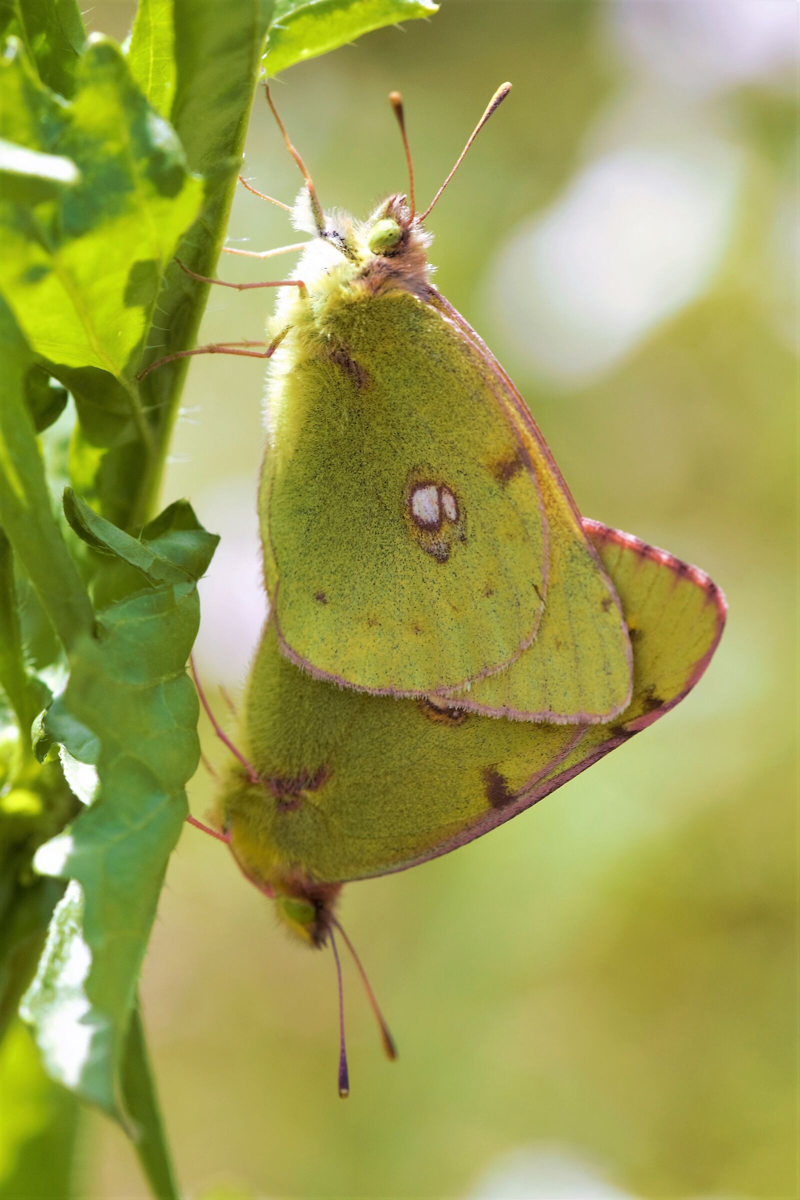 Quando arriva Primavera