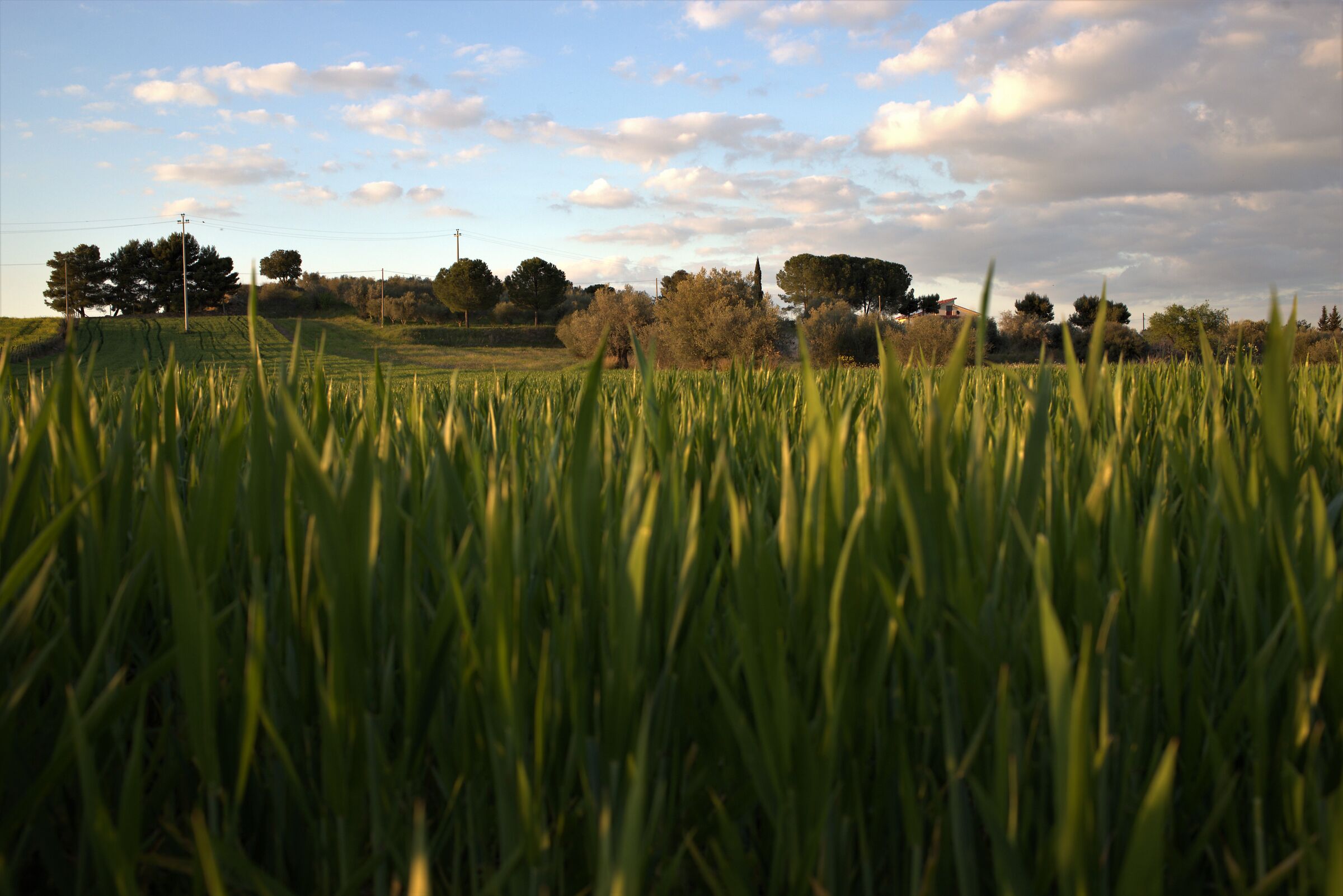 Il Verde che diventerà Oro!