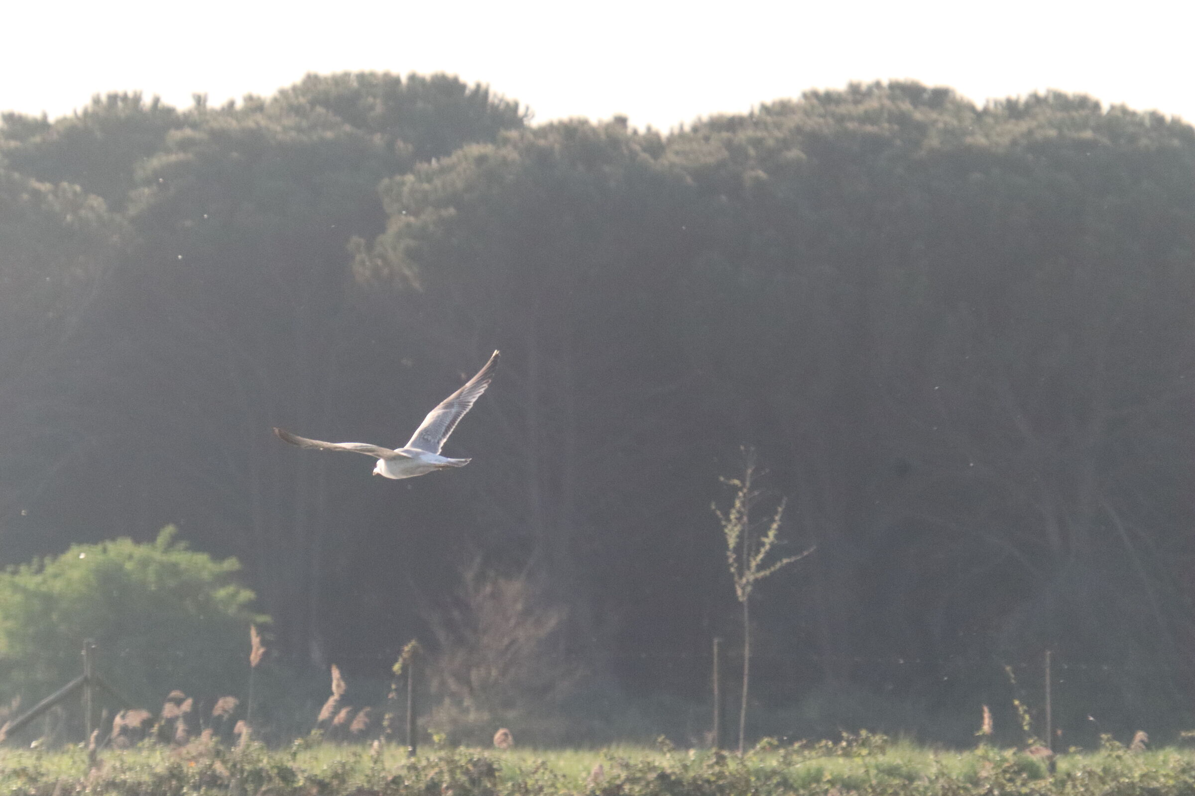 Seagulls on the lake