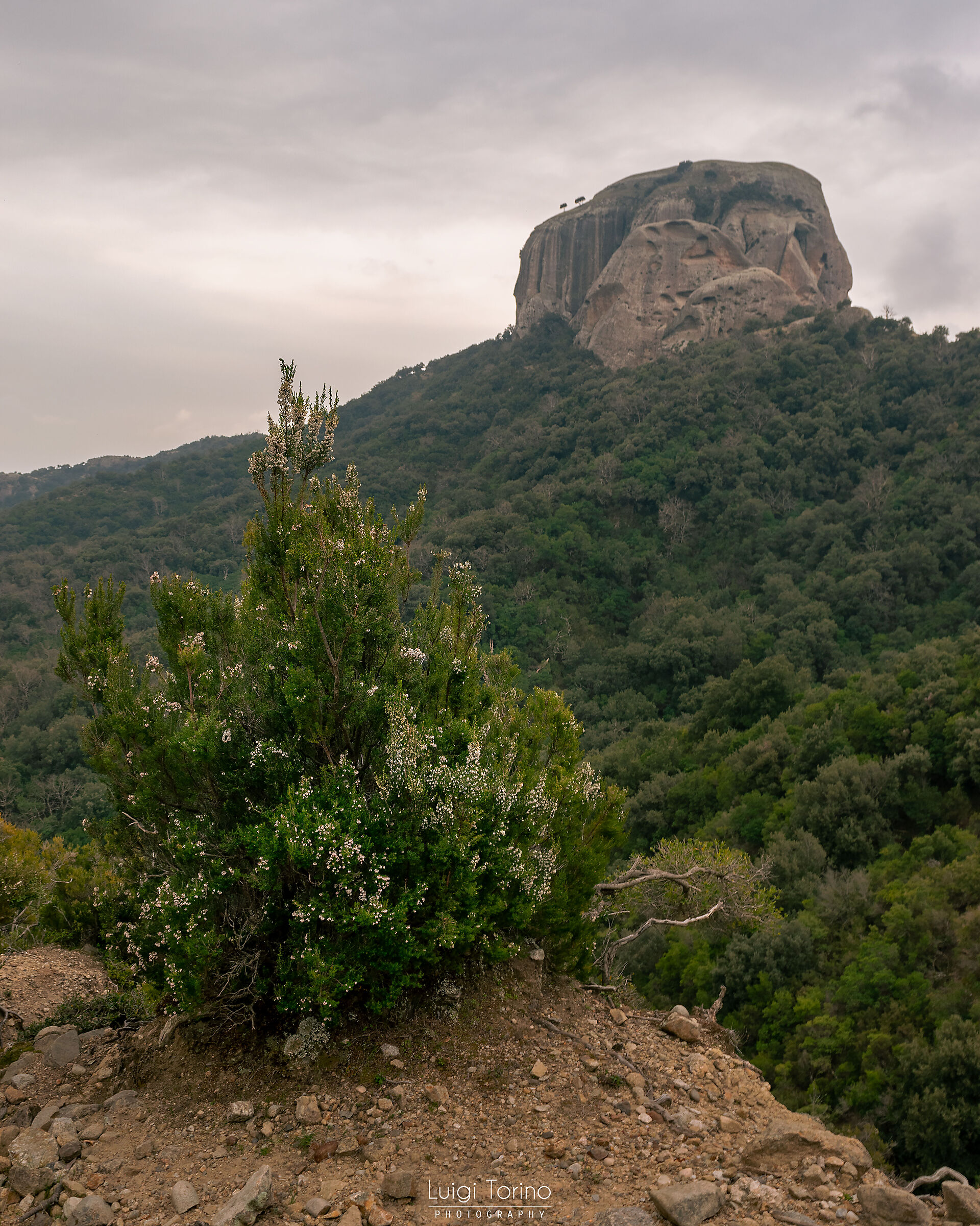 Erica fiorita e Pietra Cappa 2