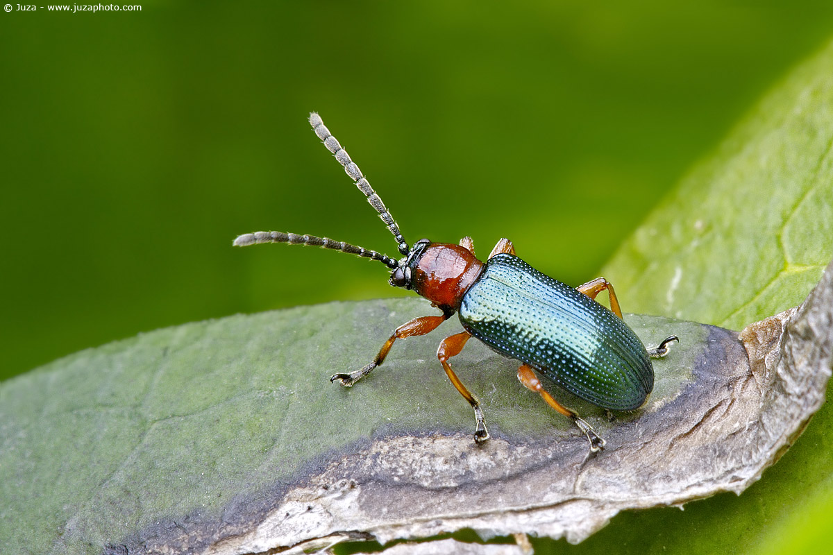 Oulema melanopus, 001046