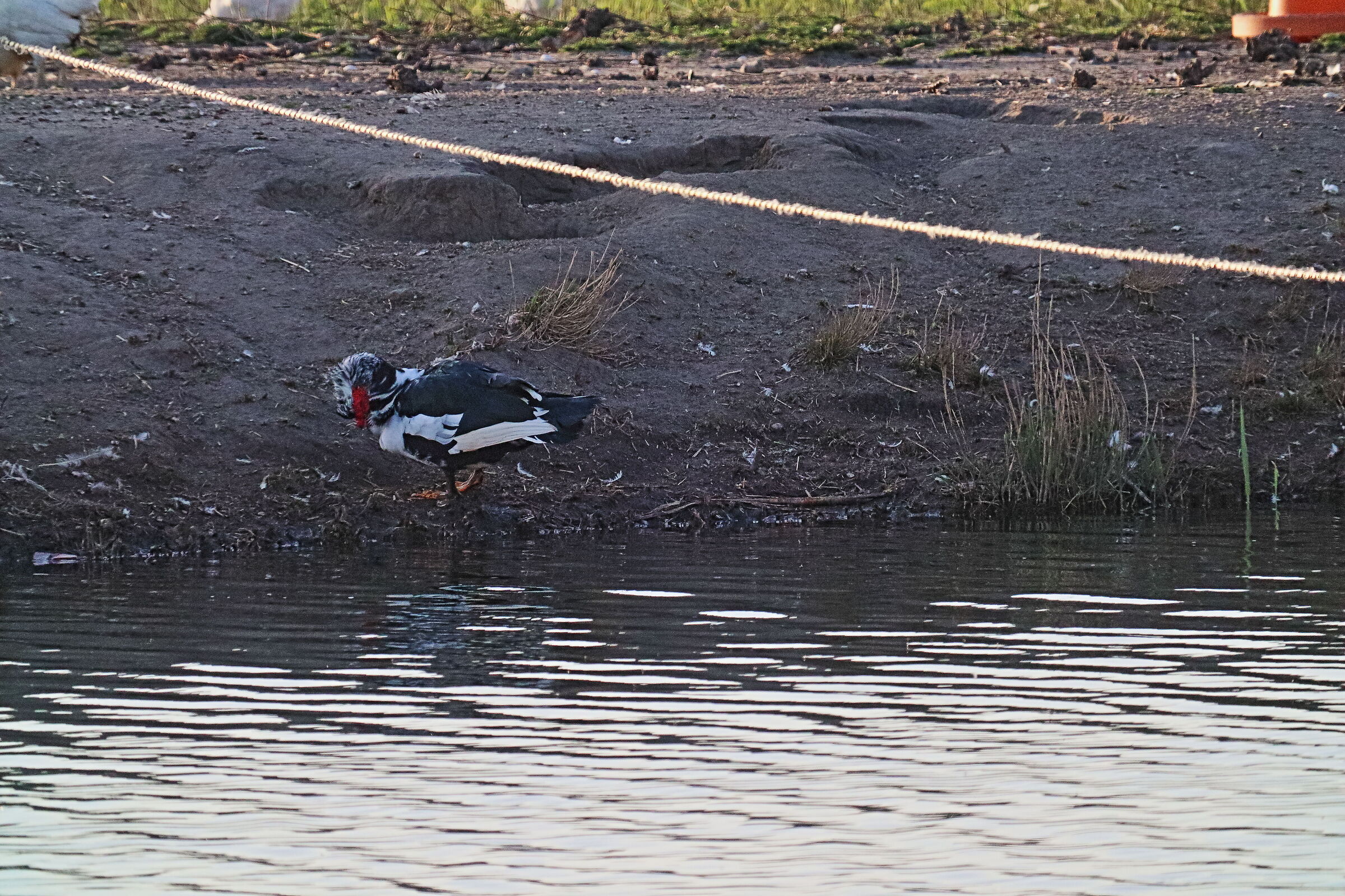 Muta Duck, Lake Tamerici in Coltano