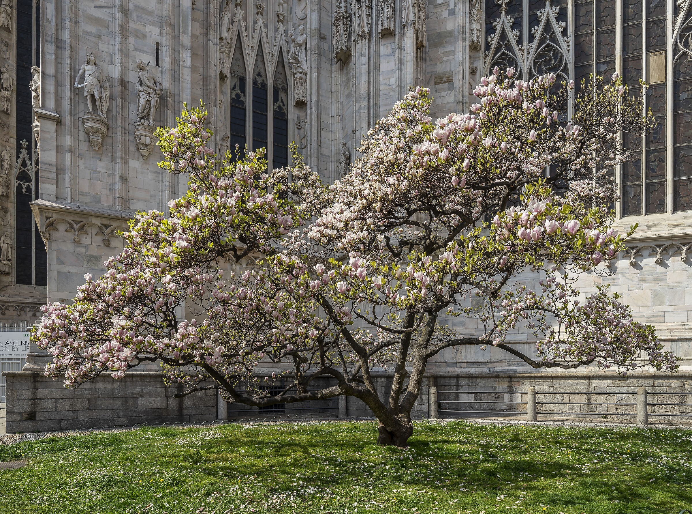 Fioritura della "Magnolia denudata" in Piazza Duom...