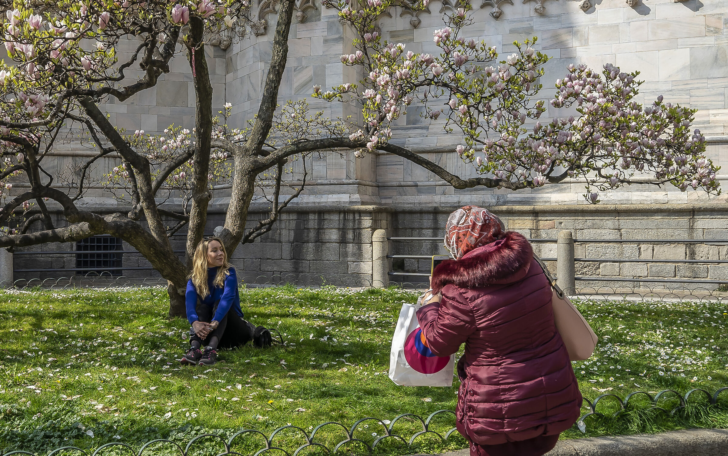 Flowering of the "Magnolia denudata" in Piazza Duomo - 2