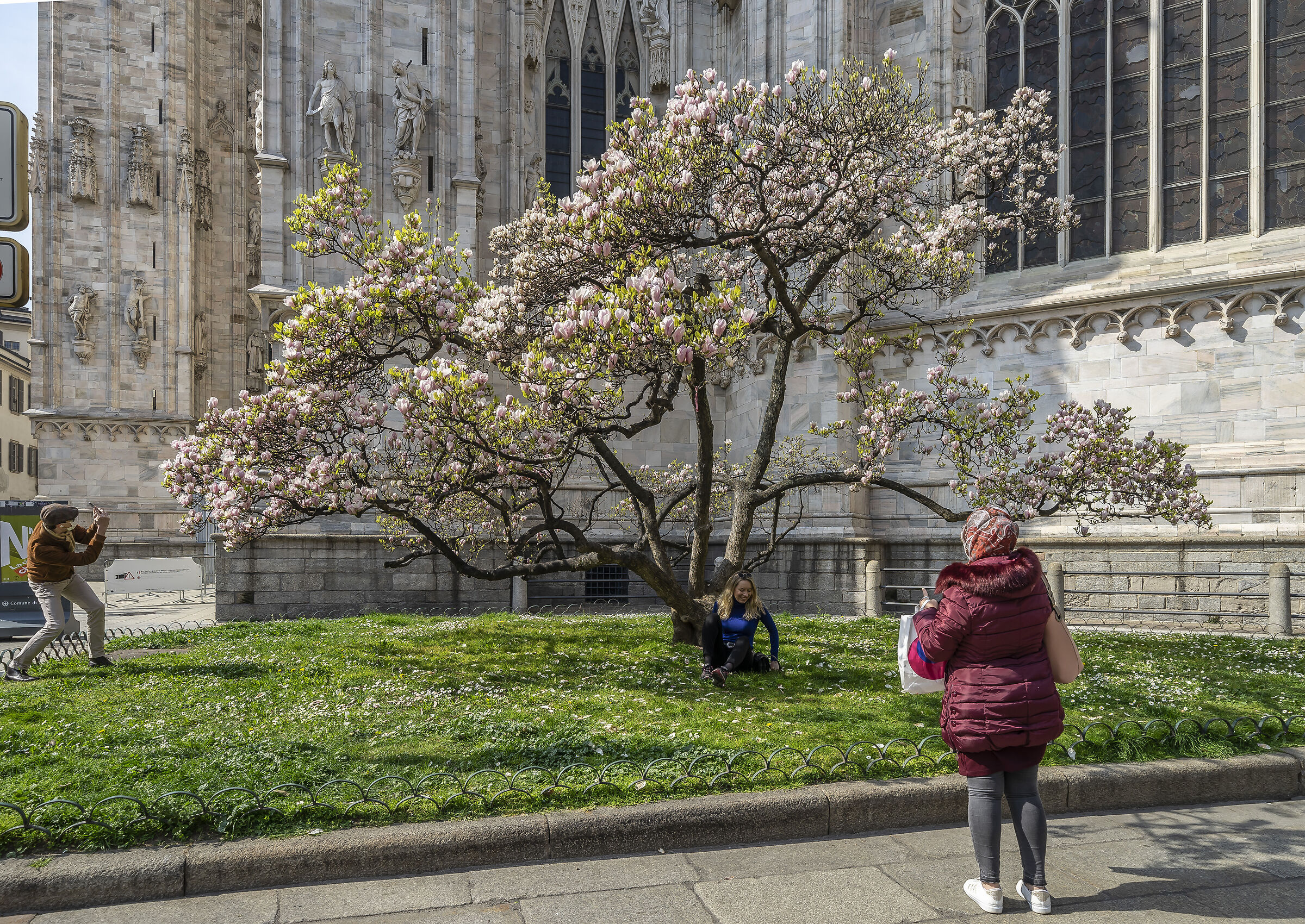 Fioritura della "Magnolia denudata" in Piazza Duom...