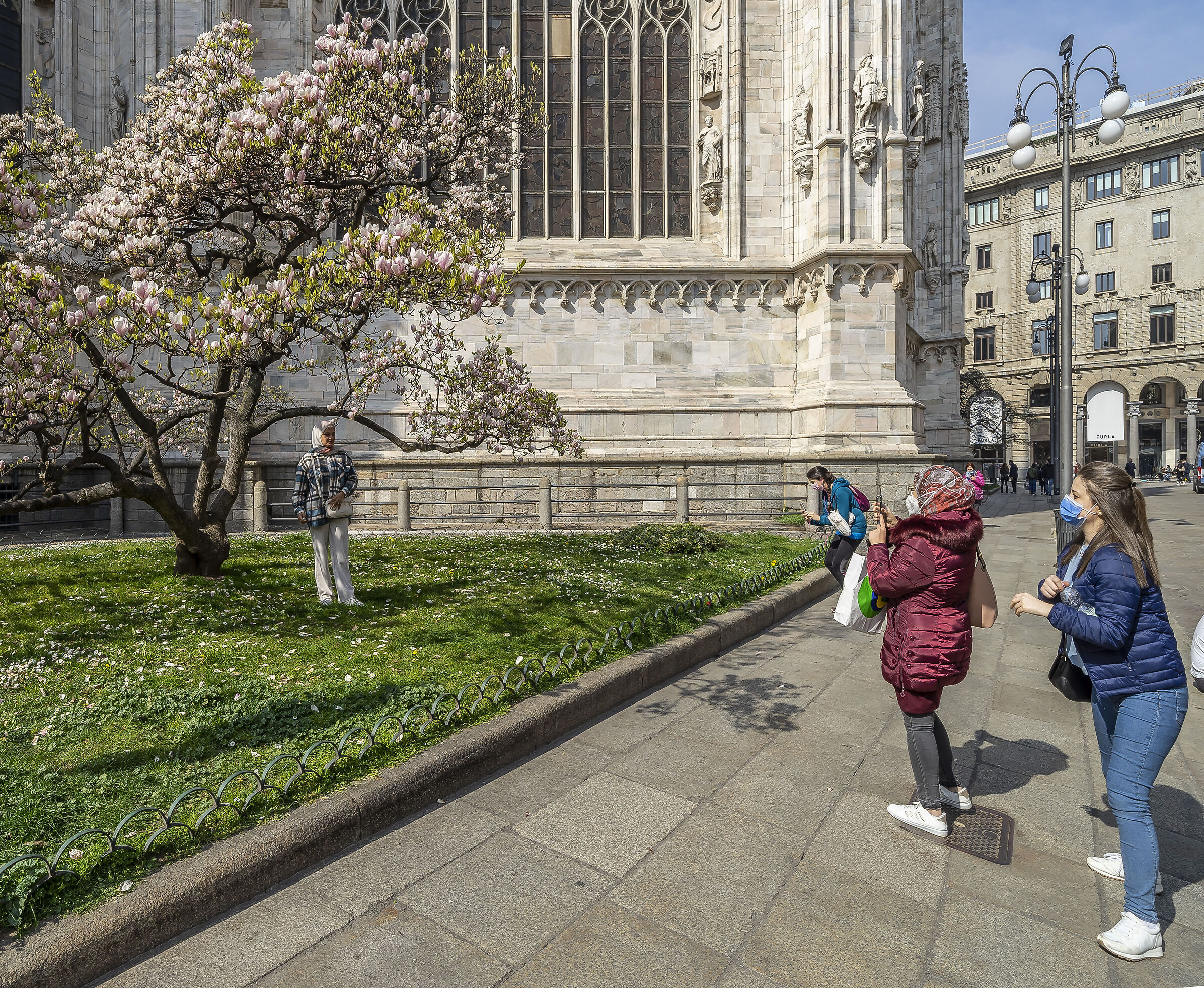 Flowering of the "Magnolia denudata" in Piazza Duomo - 4