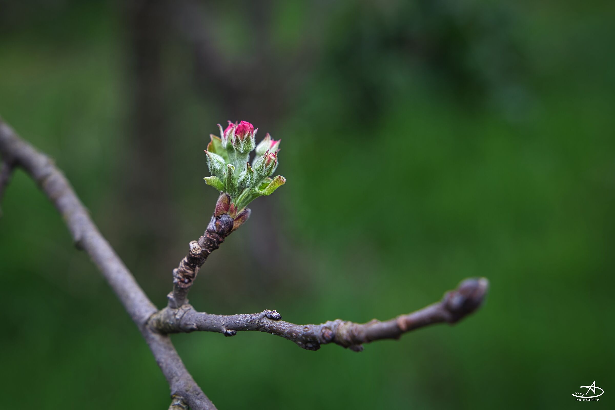 Risveglio primaverile