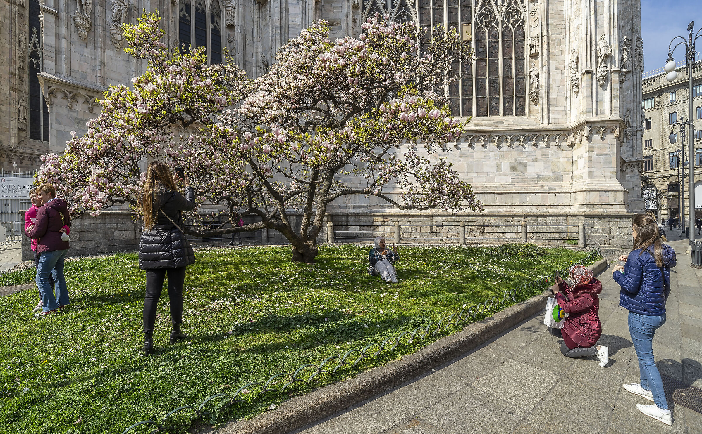 Flowering of the "Magnolia denudata" in Piazza Duomo - 5